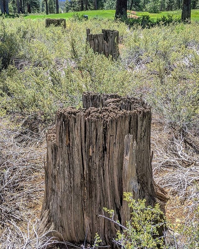 Stumps.  No big deal, except that these stumps are most likely from the comstock era, when Truckee's timber was heavily harvested to shore up mines and construct buildings on the fly for mining towns.  What makes these stumps obviously old is not onl