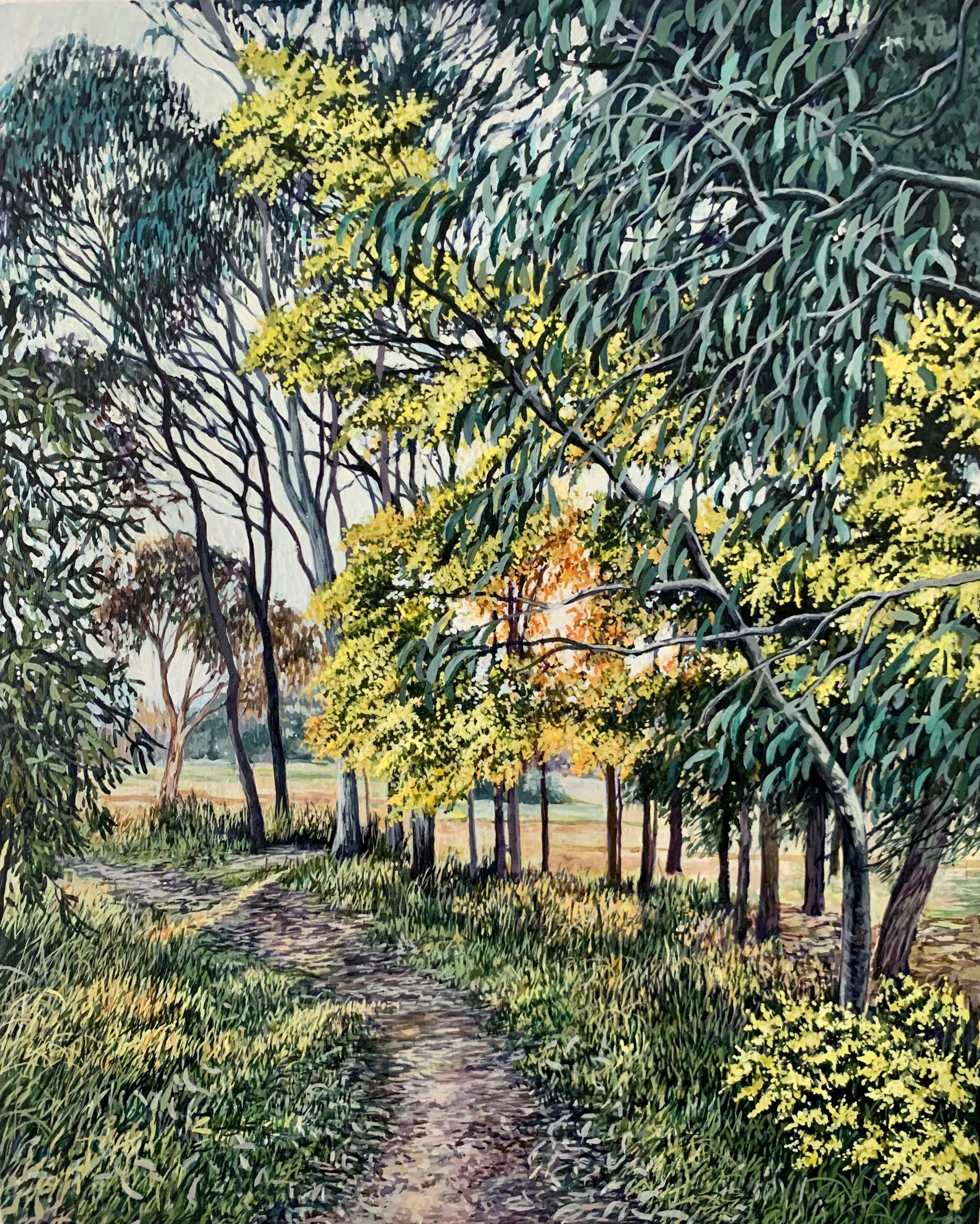 'Evening Wattle' 