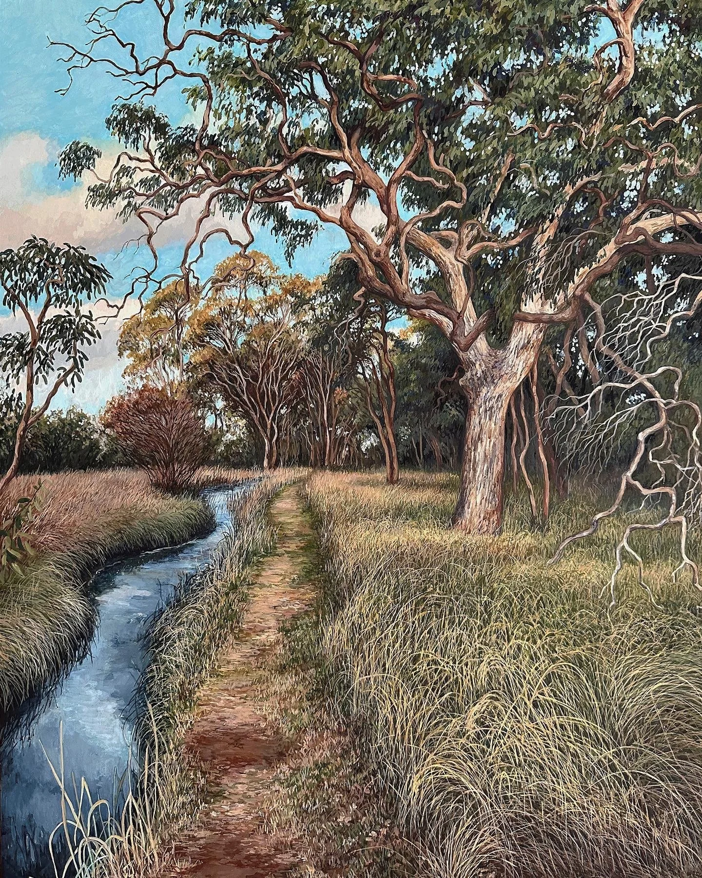 Angophora in Afternoon Light