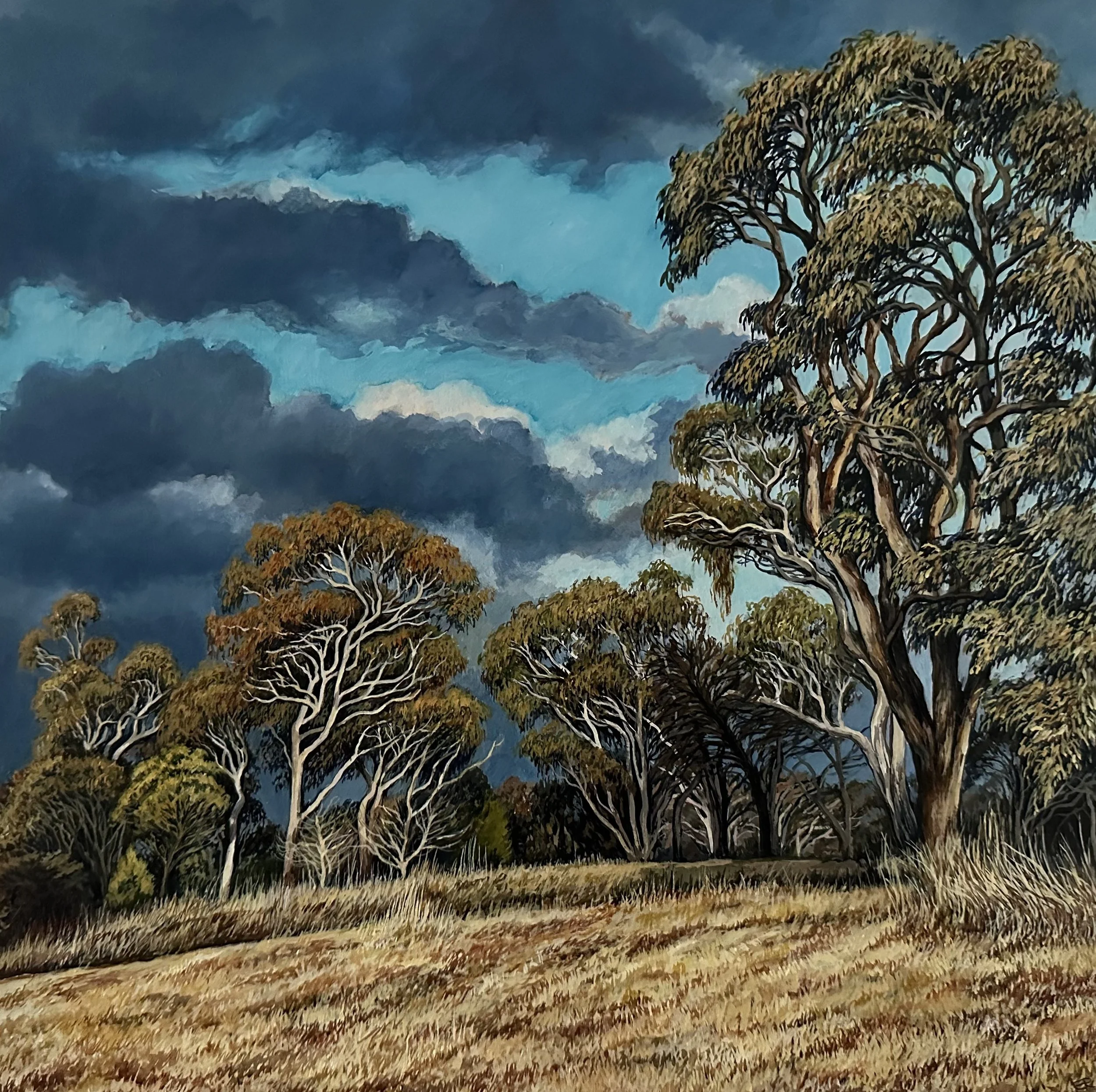 Illuminated Gum Trees