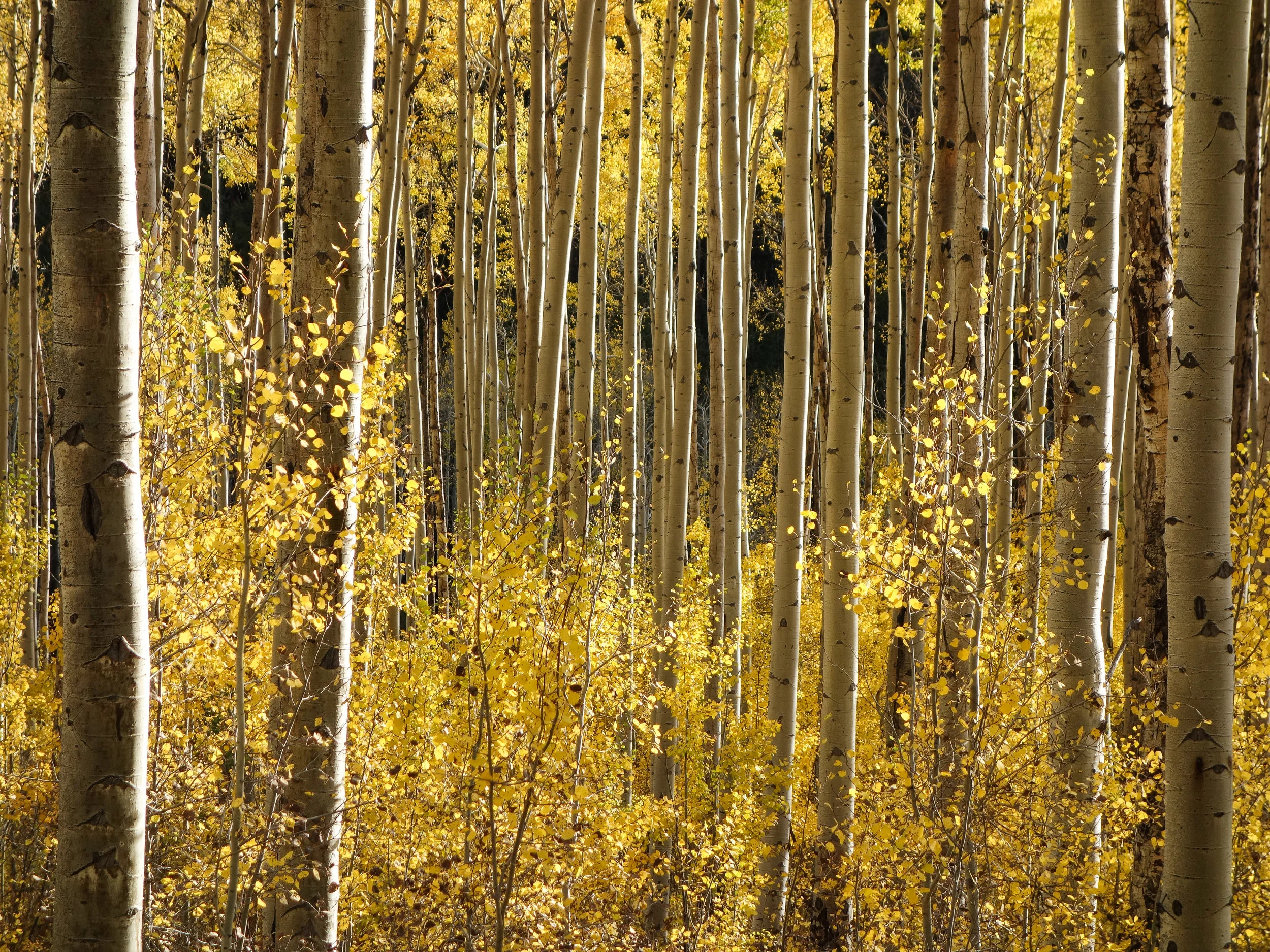 aspen_2014-57_14940268194_o.jpg