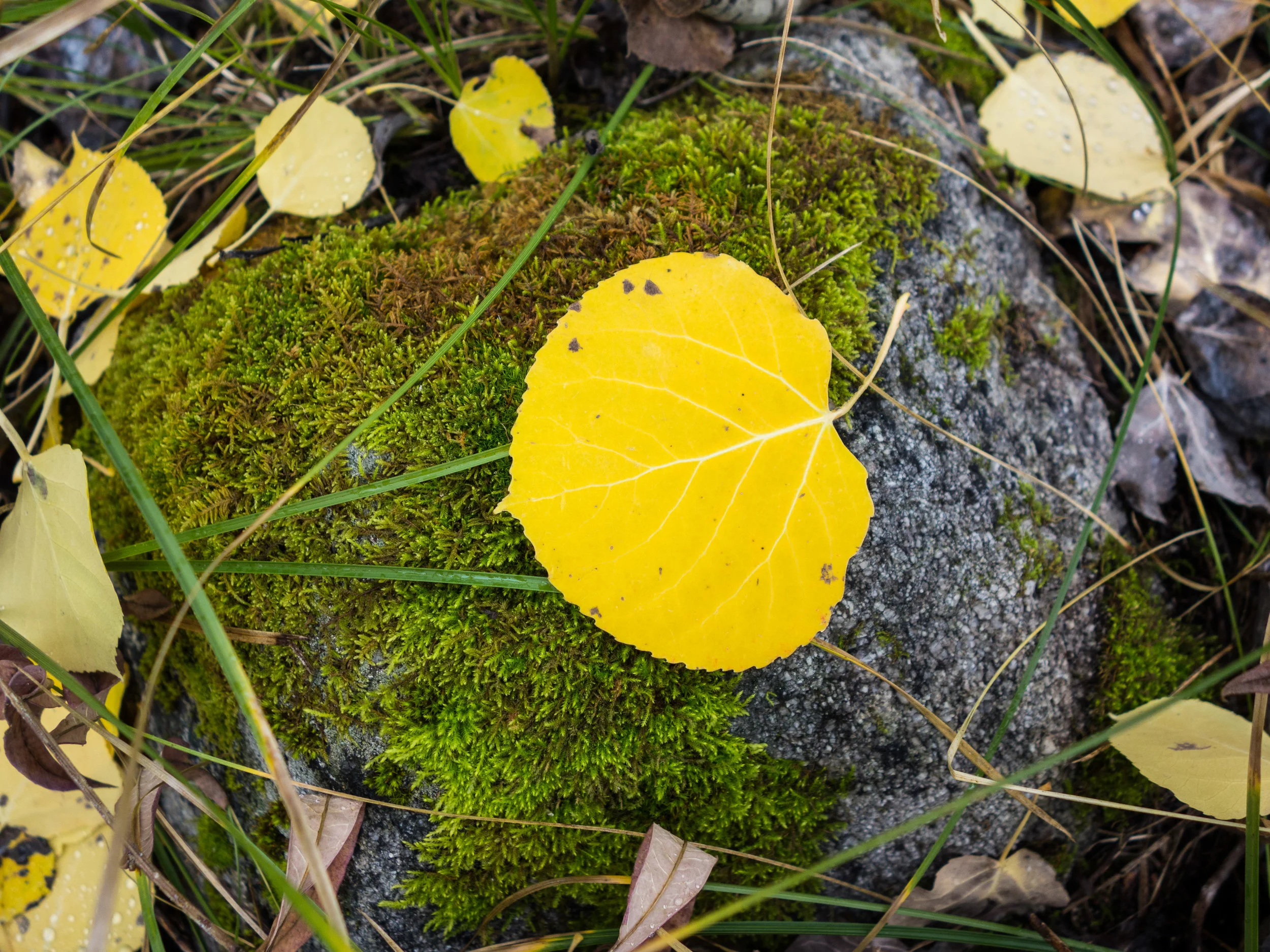aspen_2014-11_15561048575_o.jpg