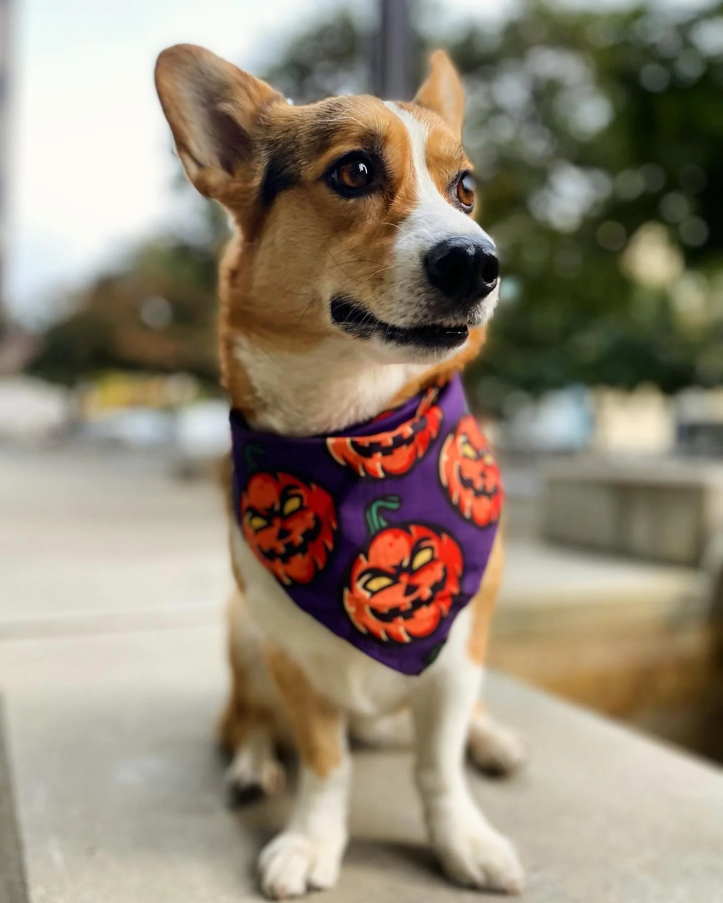 Happy (almost) Haruween #harukuma