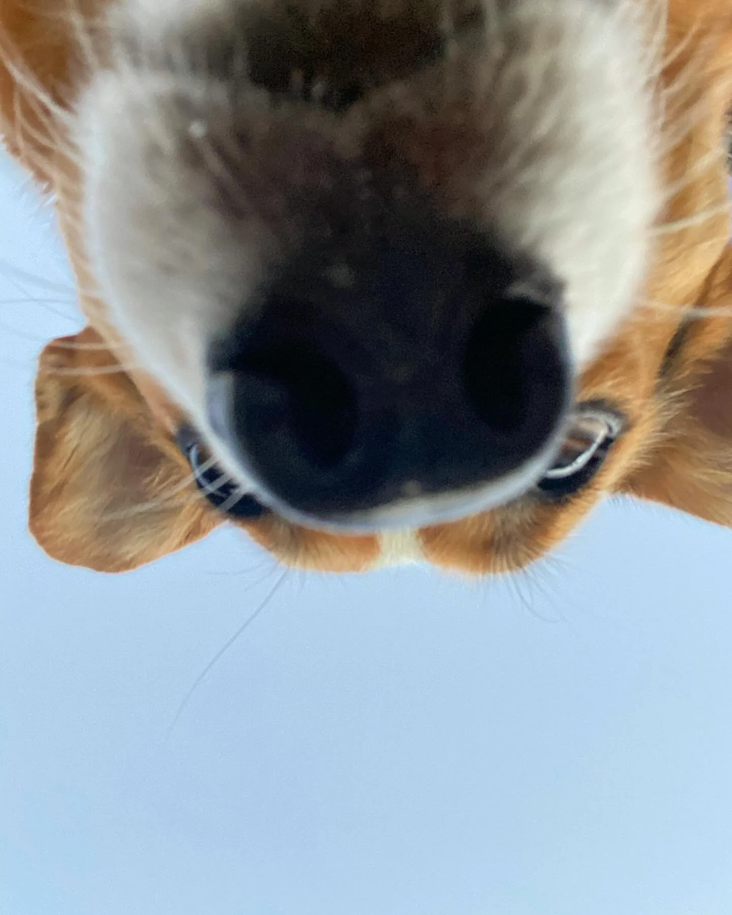 Boop mode activated #harukuma
