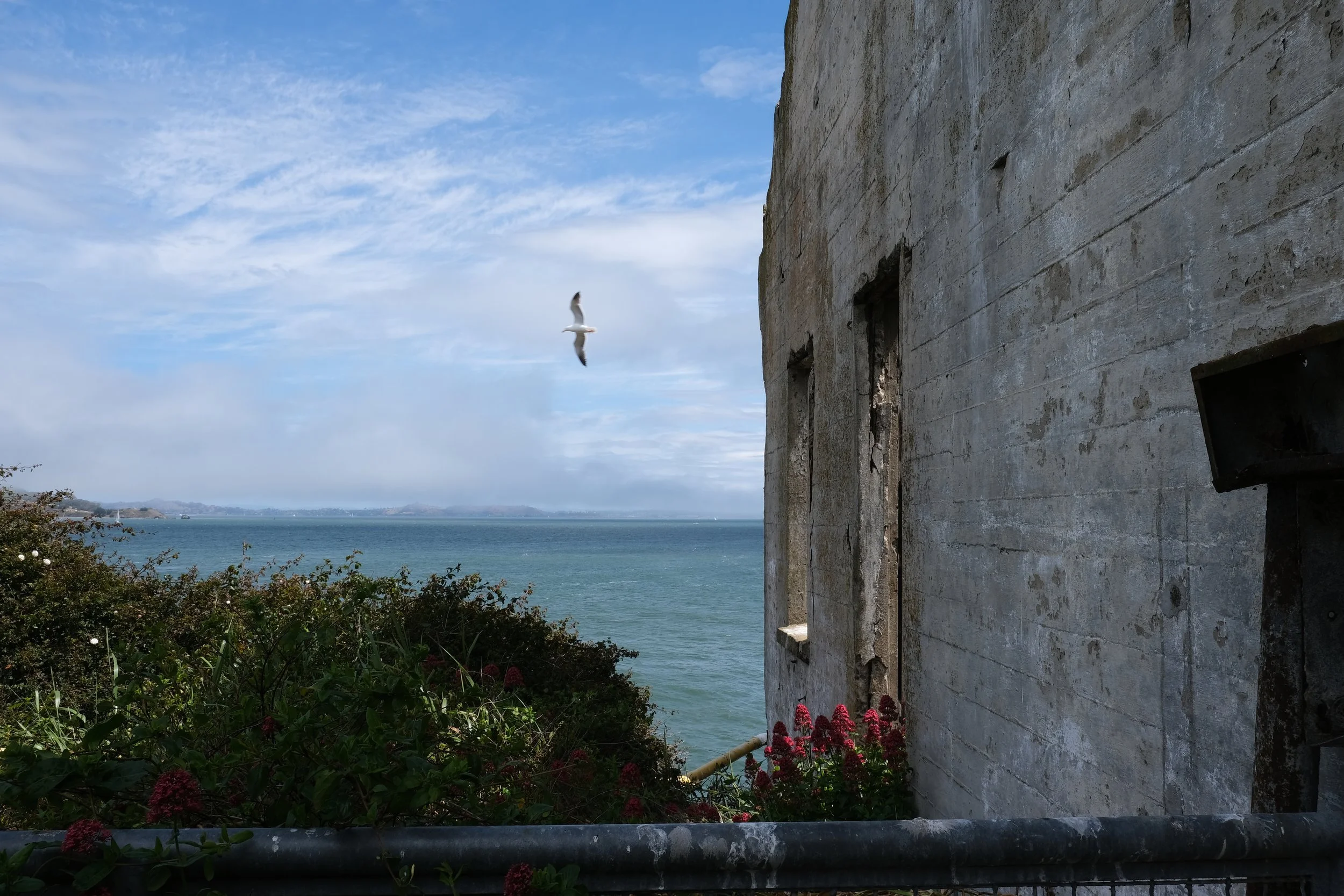 View of a seagull flying in the sky near an old stone building by the water, with lush green bushes and pink flowers in the foreground.