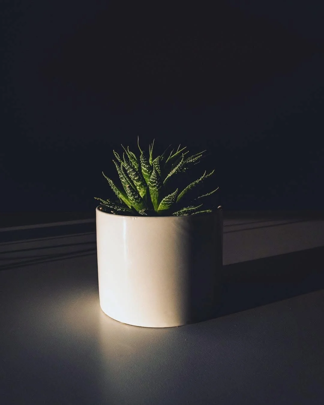 Small green succulent plant in a white cylindrical pot placed on a surface with shadow and lighting.