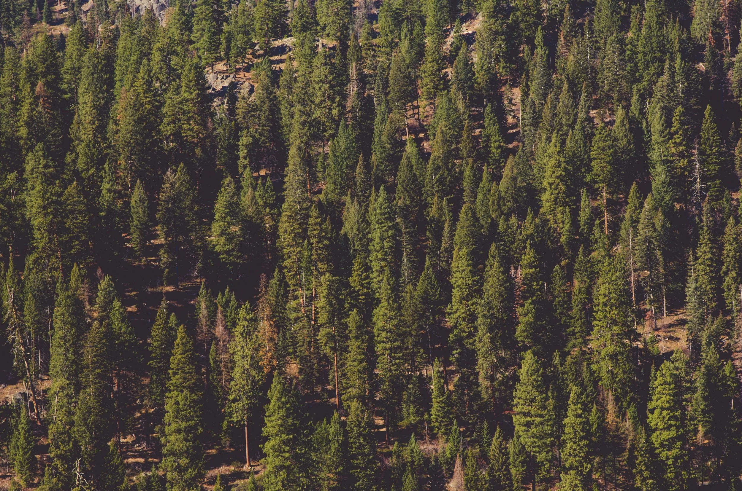 An aerial view of a dense forest with tall green pine trees covering a hillside.