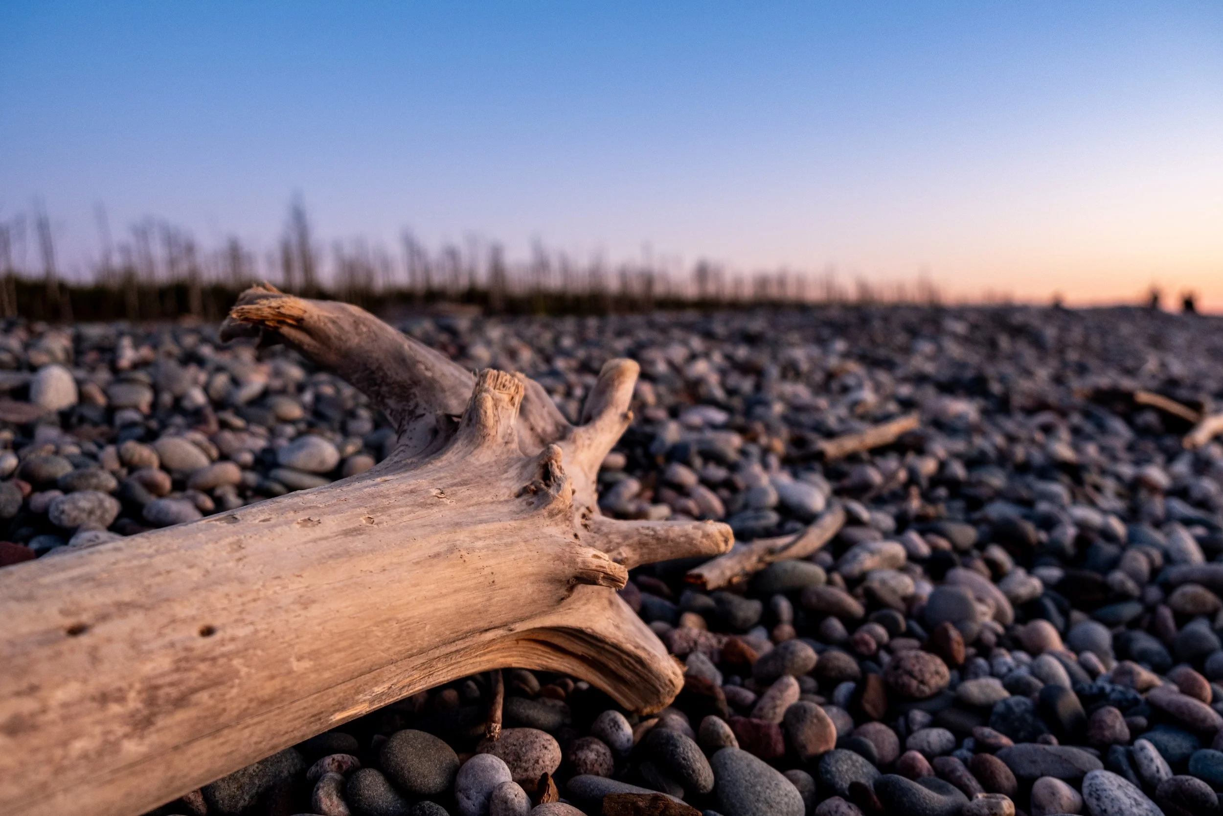 Close-up of a piece of driftwood on a rocky beach at sunset, with blurred background of a sky transitioning from blue to pink and orange.