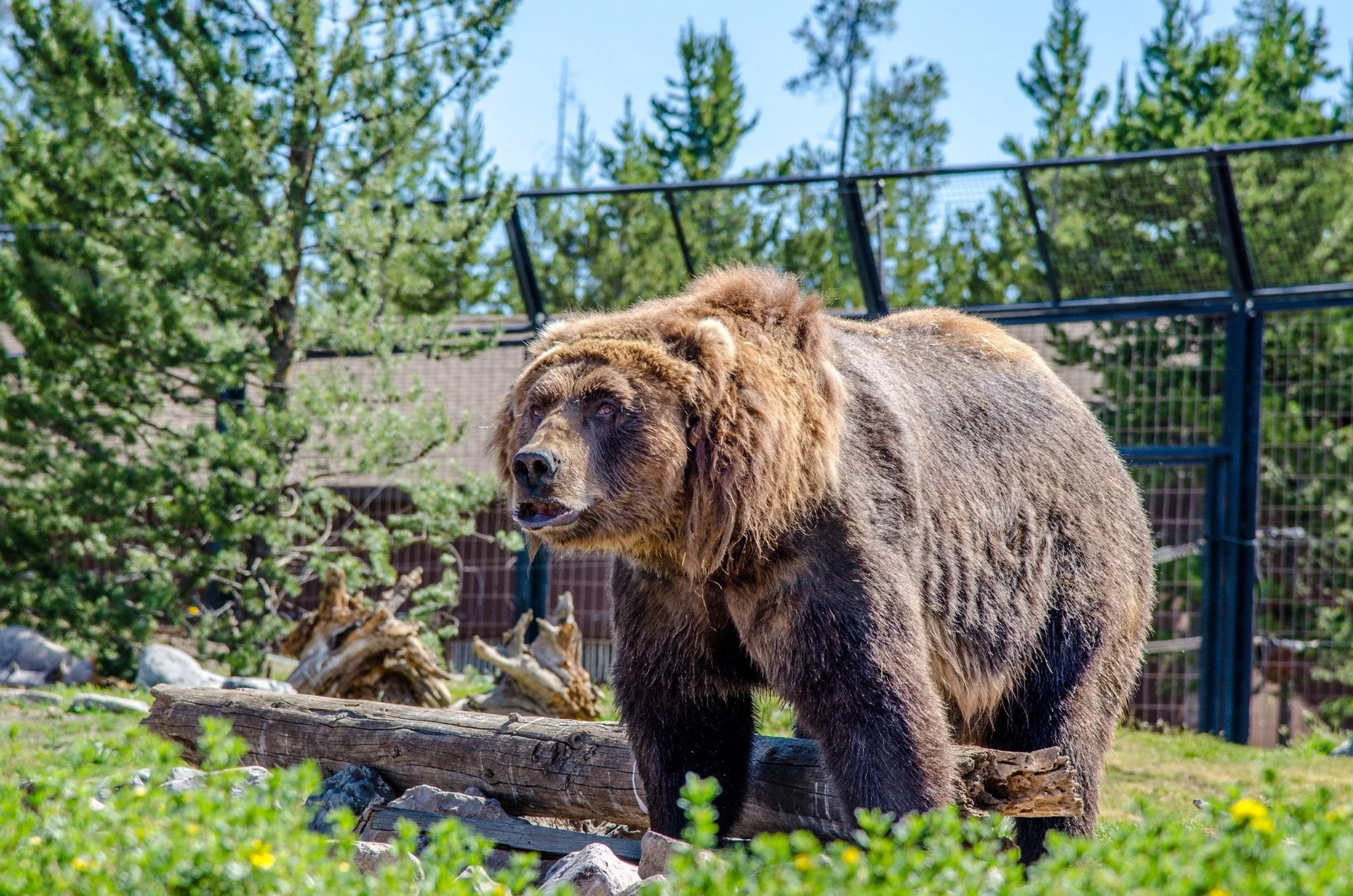 A brown grizzly bear standing on a log in an outdoor enclosure surrounded by trees and fencing.