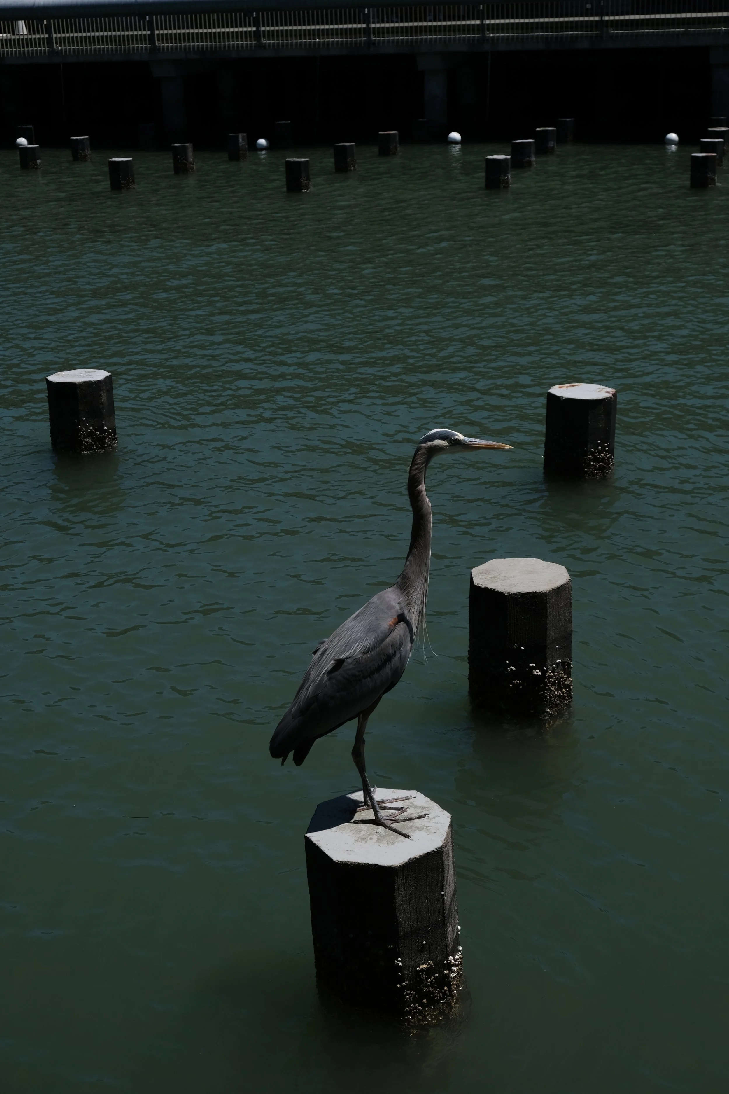 A heron stands on a concrete pillar in a body of water with several similar pillars, a dock with a railing is visible in the background.
