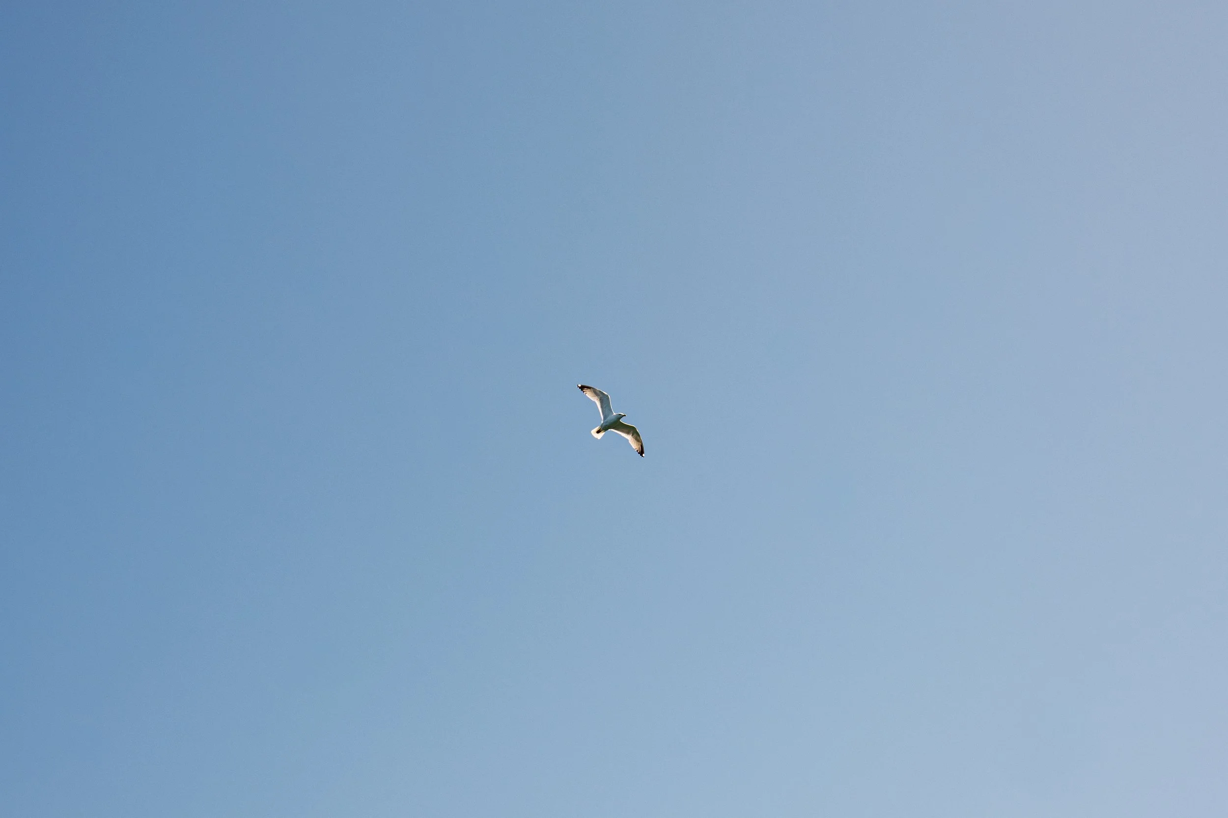 A seagull flying in a clear blue sky.