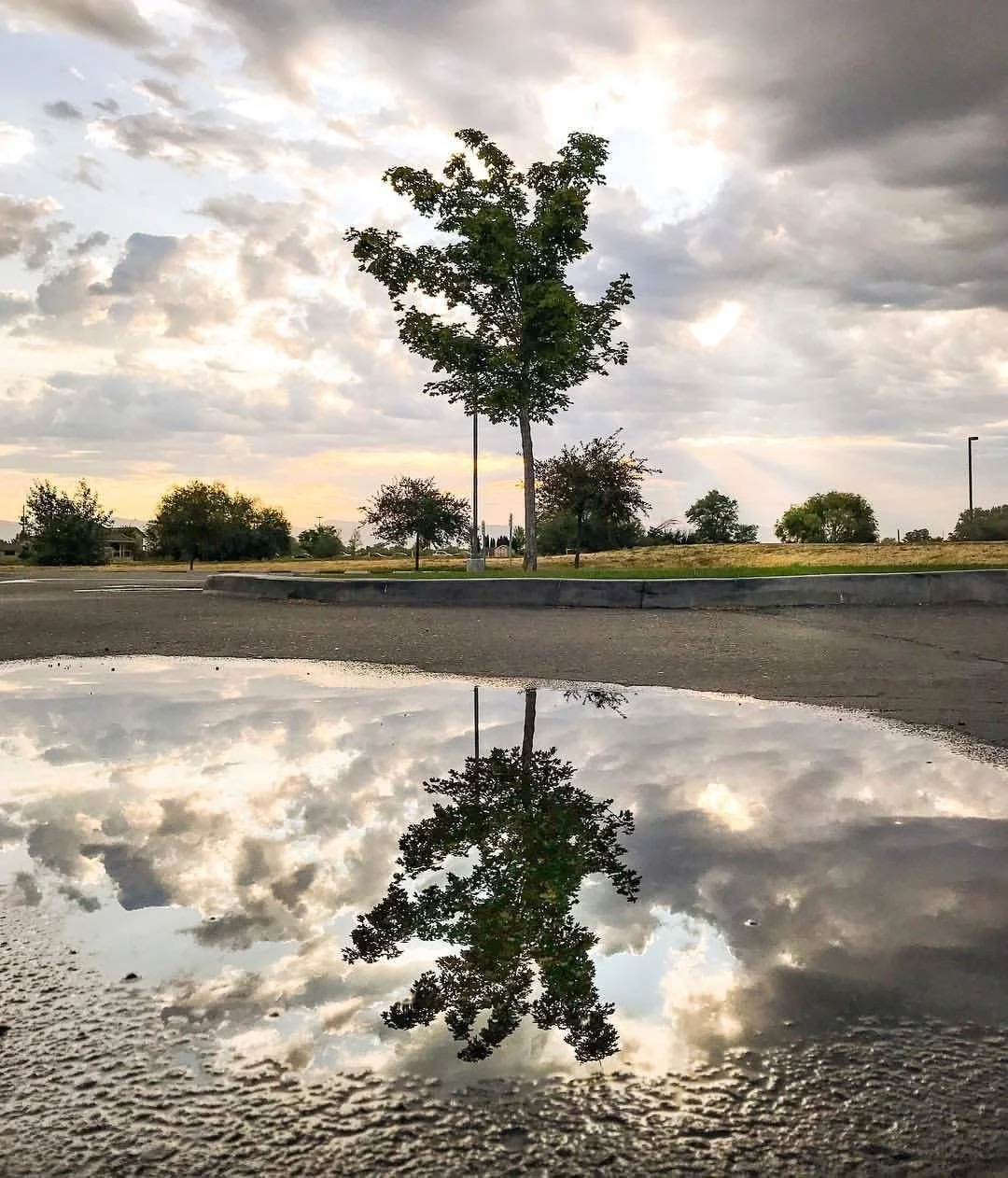 A tree and sky reflection in a puddle on the ground, with clouds and trees in the background.