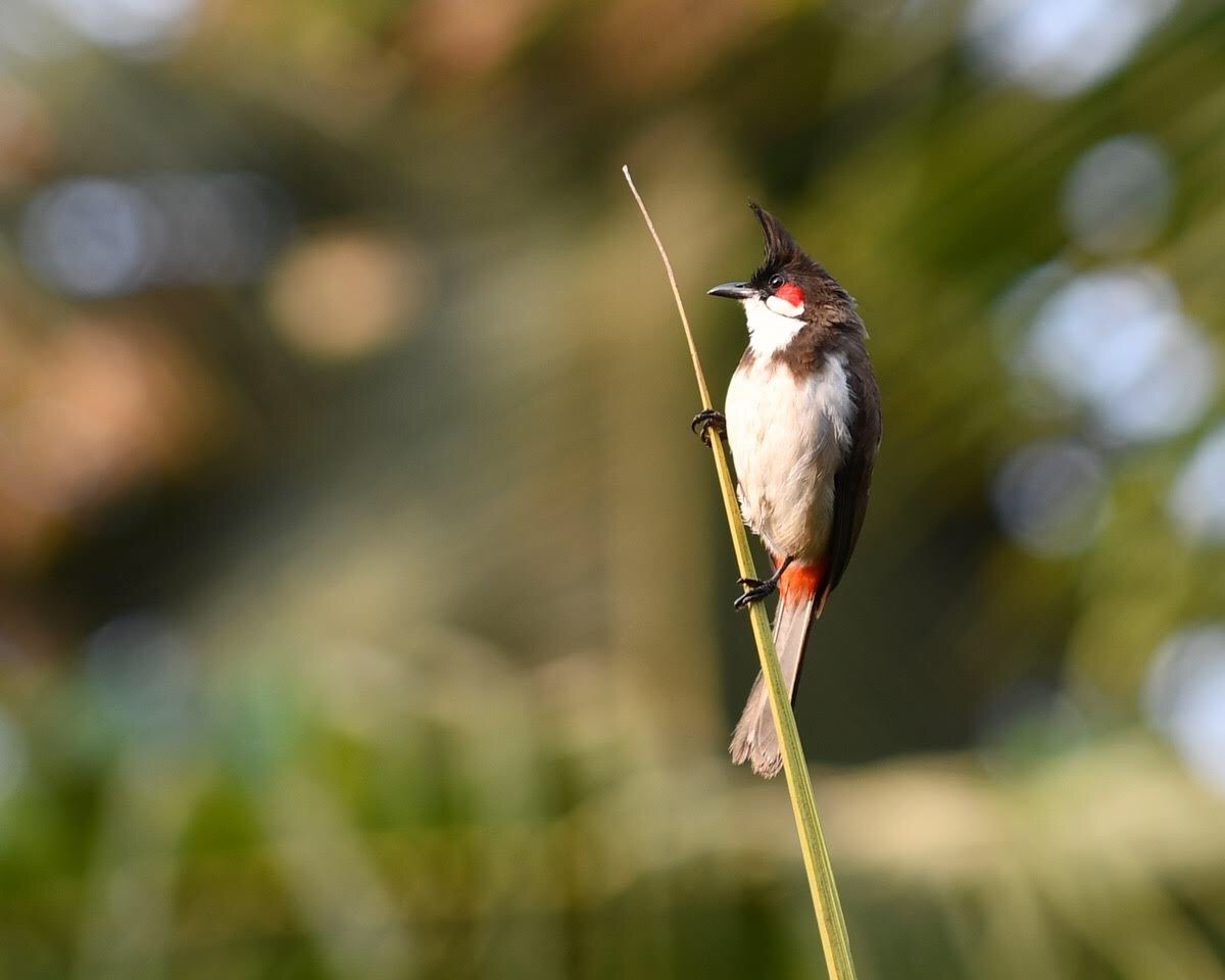 lua-cheia-villa-goa-bird-watching-2.jpg