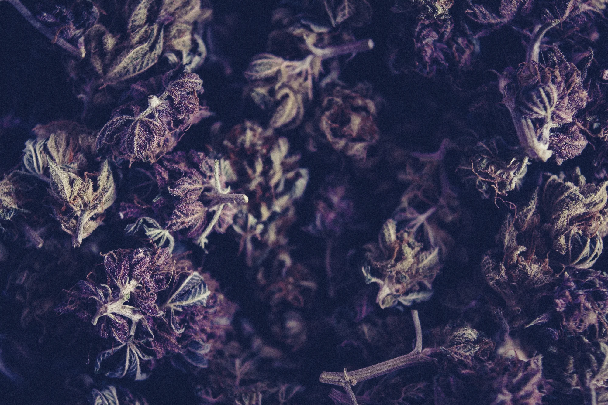 marijuana-buds.jpg