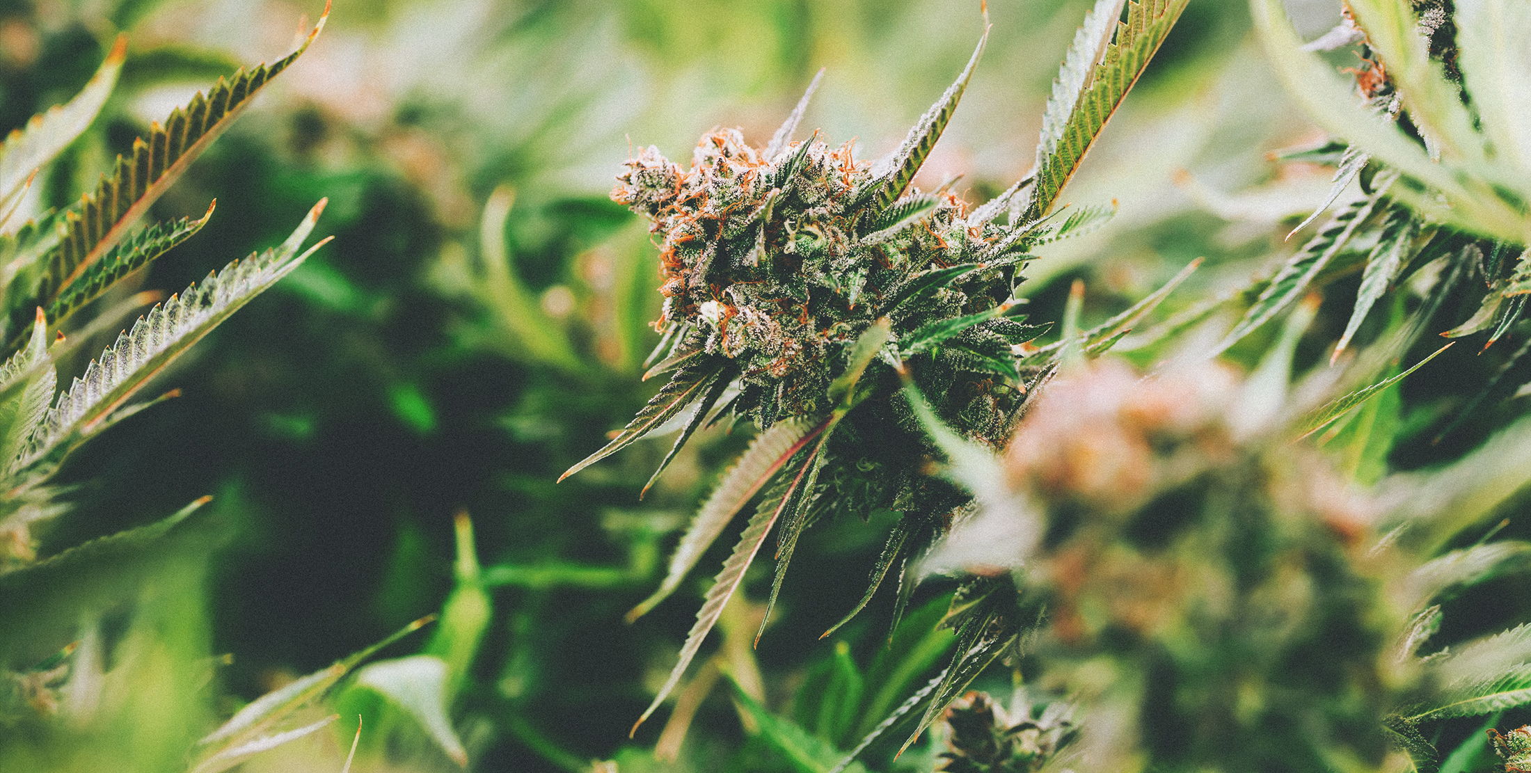 weed_background-img.jpg
