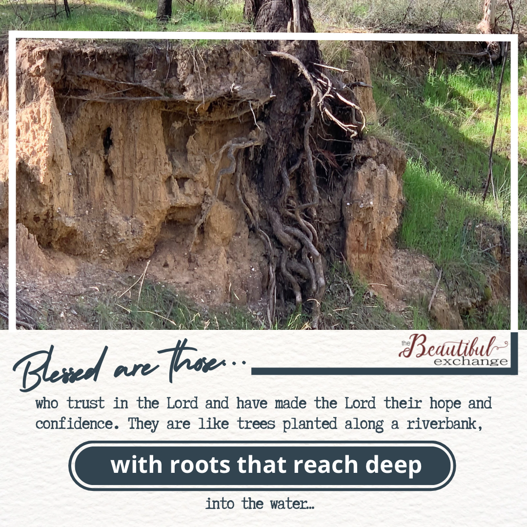 Like Trees Planted Along A Riverbank