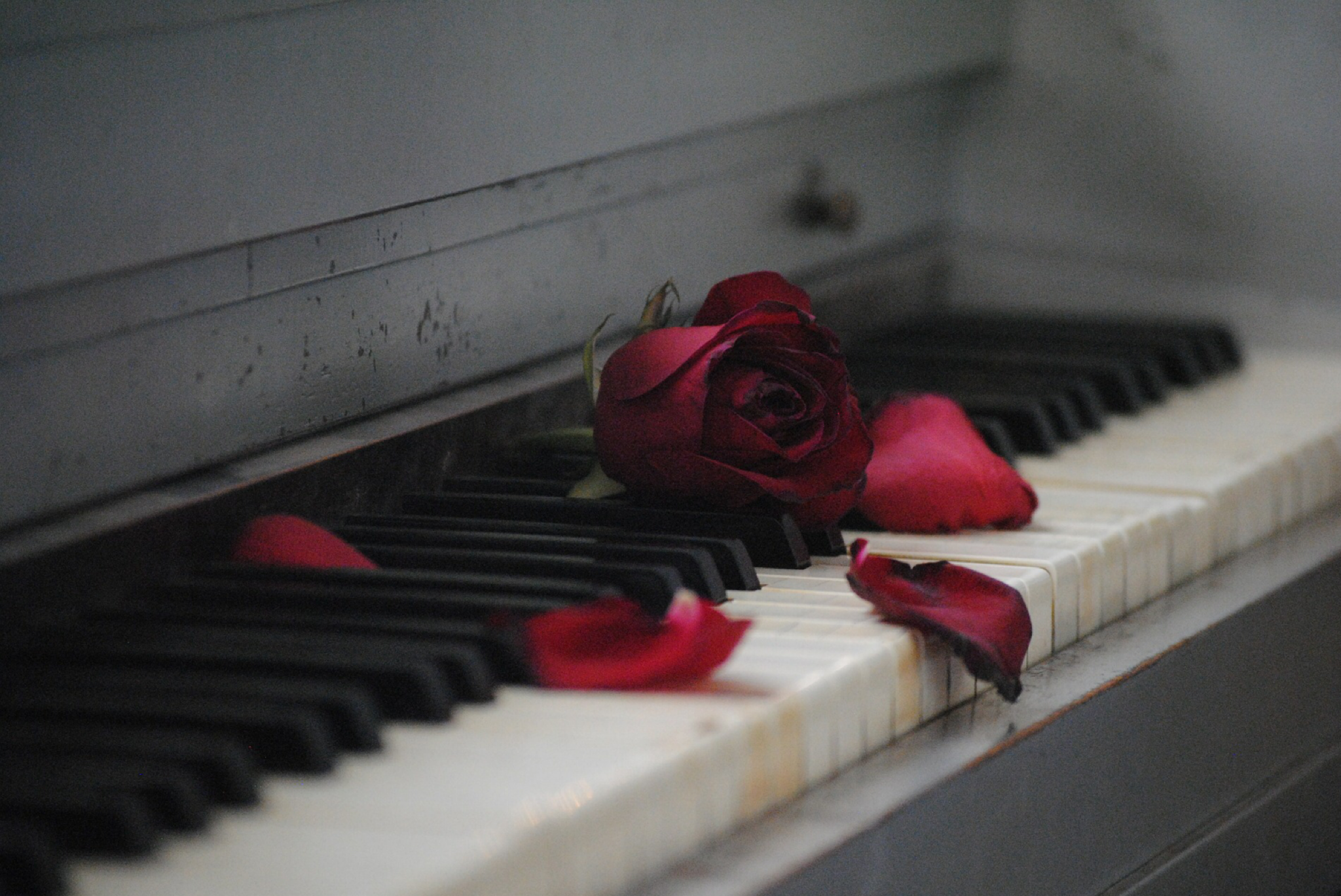 piano red rose.PNG