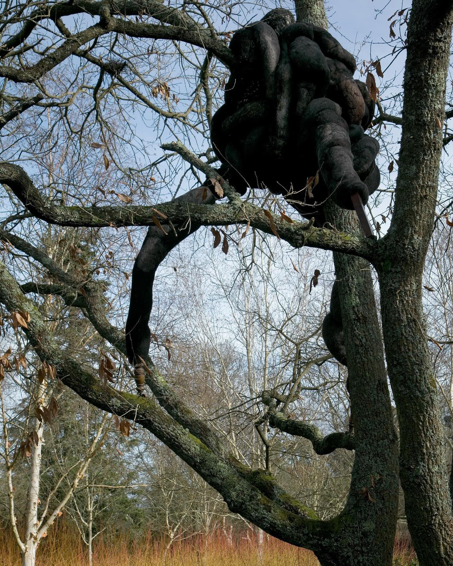 Last few days to catch my installation in the magnificent sawtooth oak:

I ROBBED THE WOODS

Mixed media including horsehair and wool. 

@hilliergardens where I am exhibiting as part of the CAS Emerging Sculptor Development Award programme alongside
