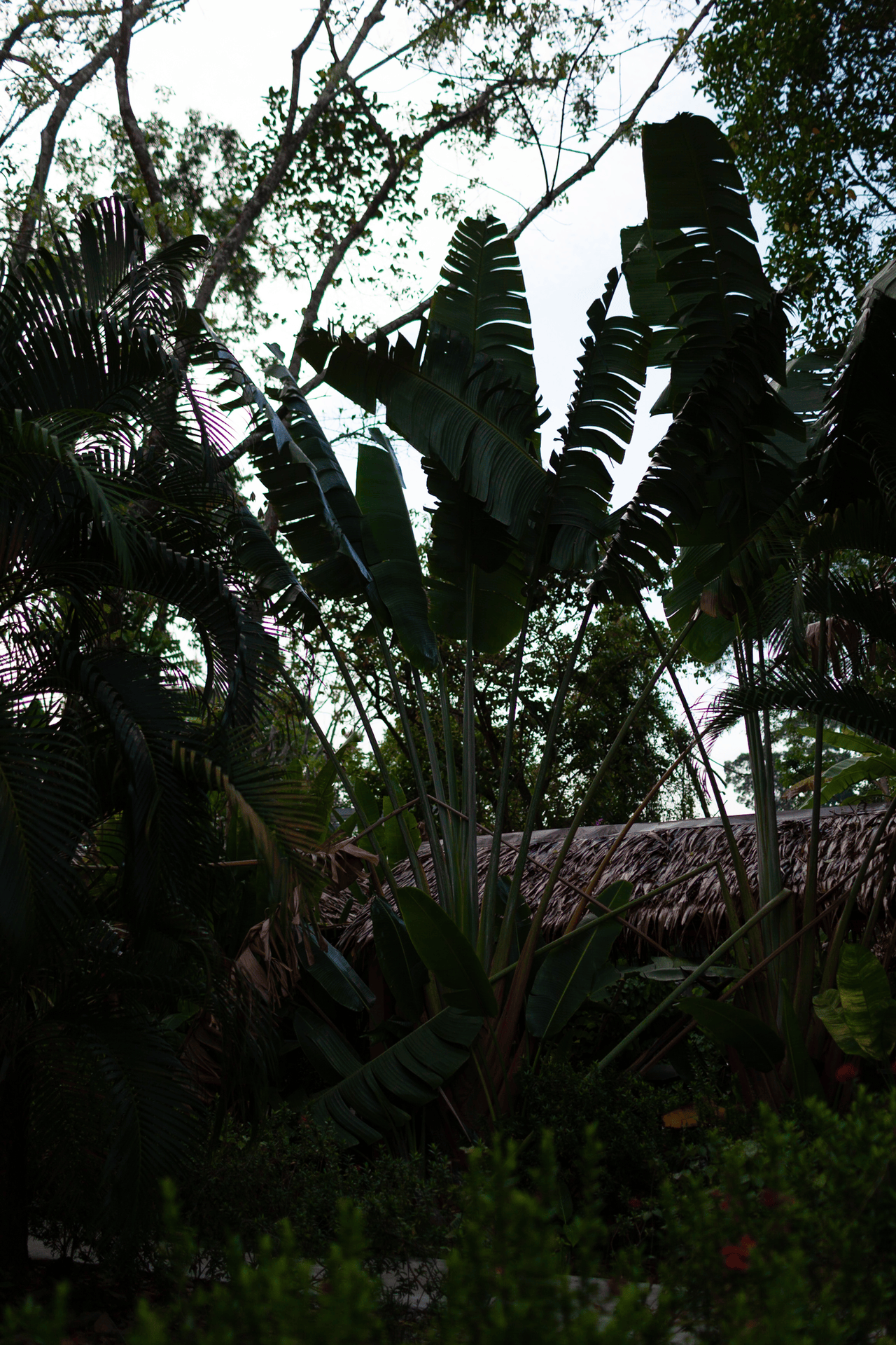 M5-Moody-Plants-Jungle.gif