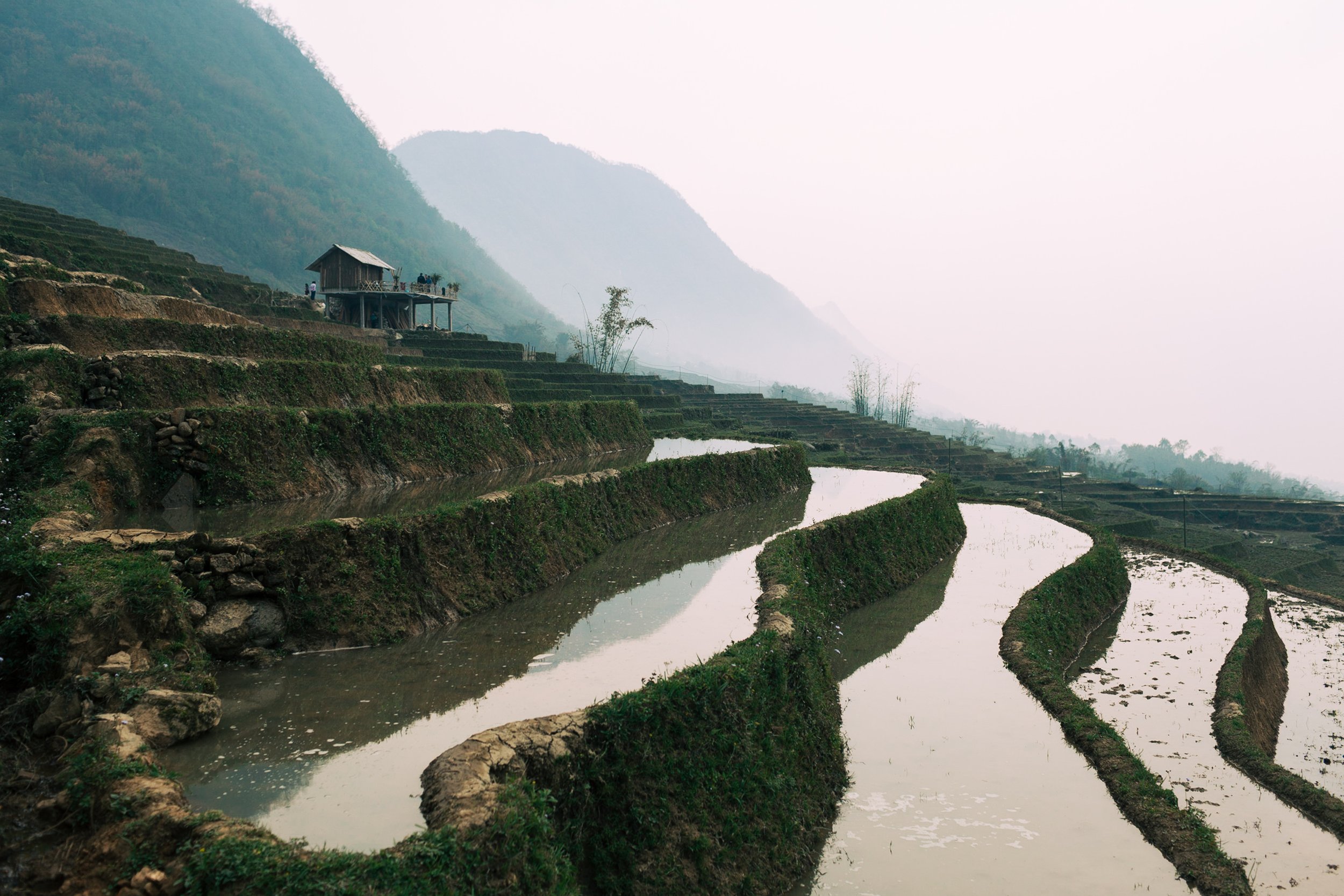 Misty Rice Terraces - Rural Vietnam Landscape