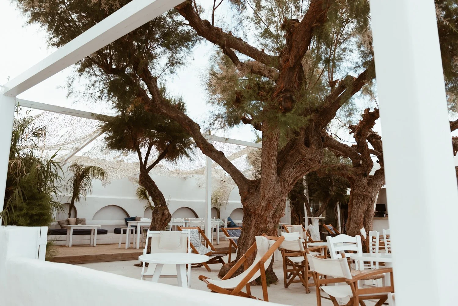 Mediterranean Terrace with Ancient Olive Tree