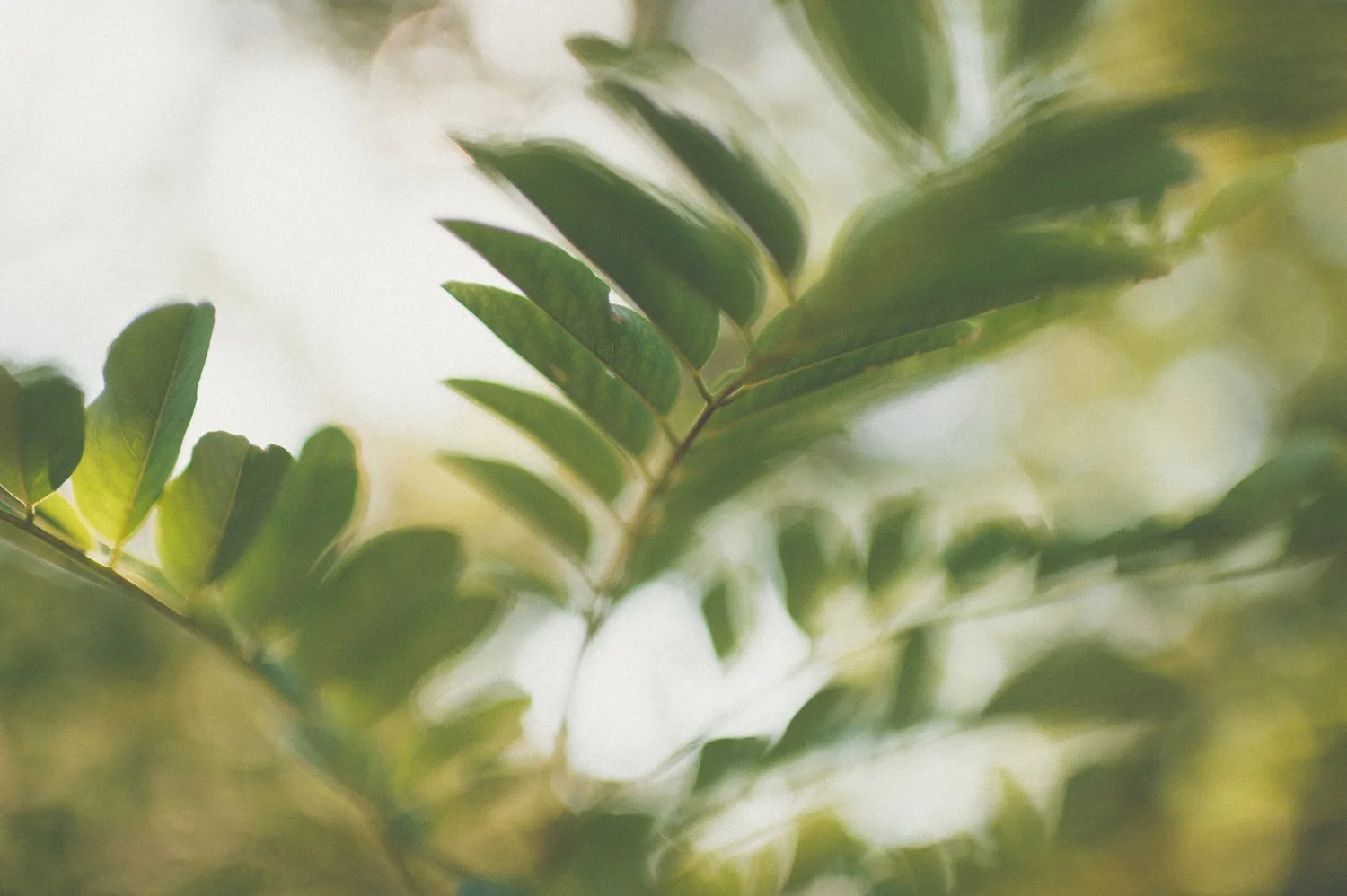 The T-Series Cinematic Archive | 3 Moody Editorial Presets for Lightroom & Mobile