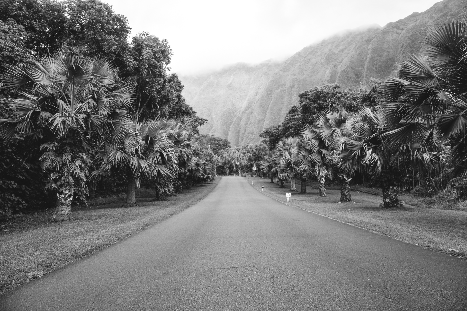 The VSCO B1 | Professional Classic Black & White Preset for Lightroom Desktop & Mobile