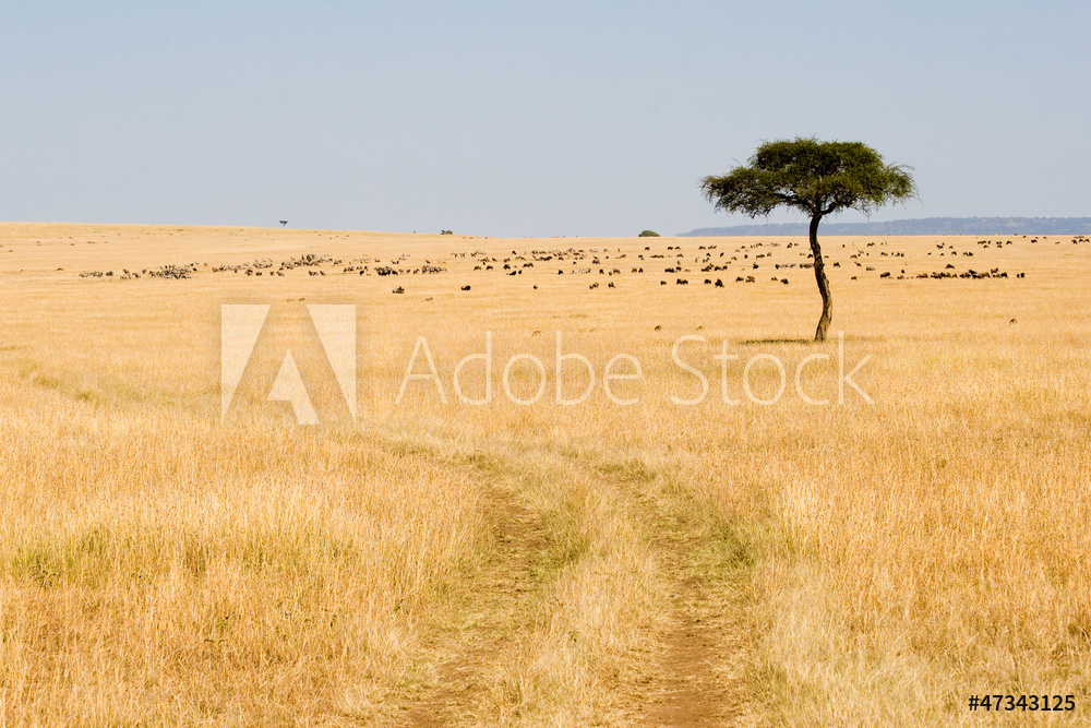 AdobeStock_47343125_Preview.jpeg