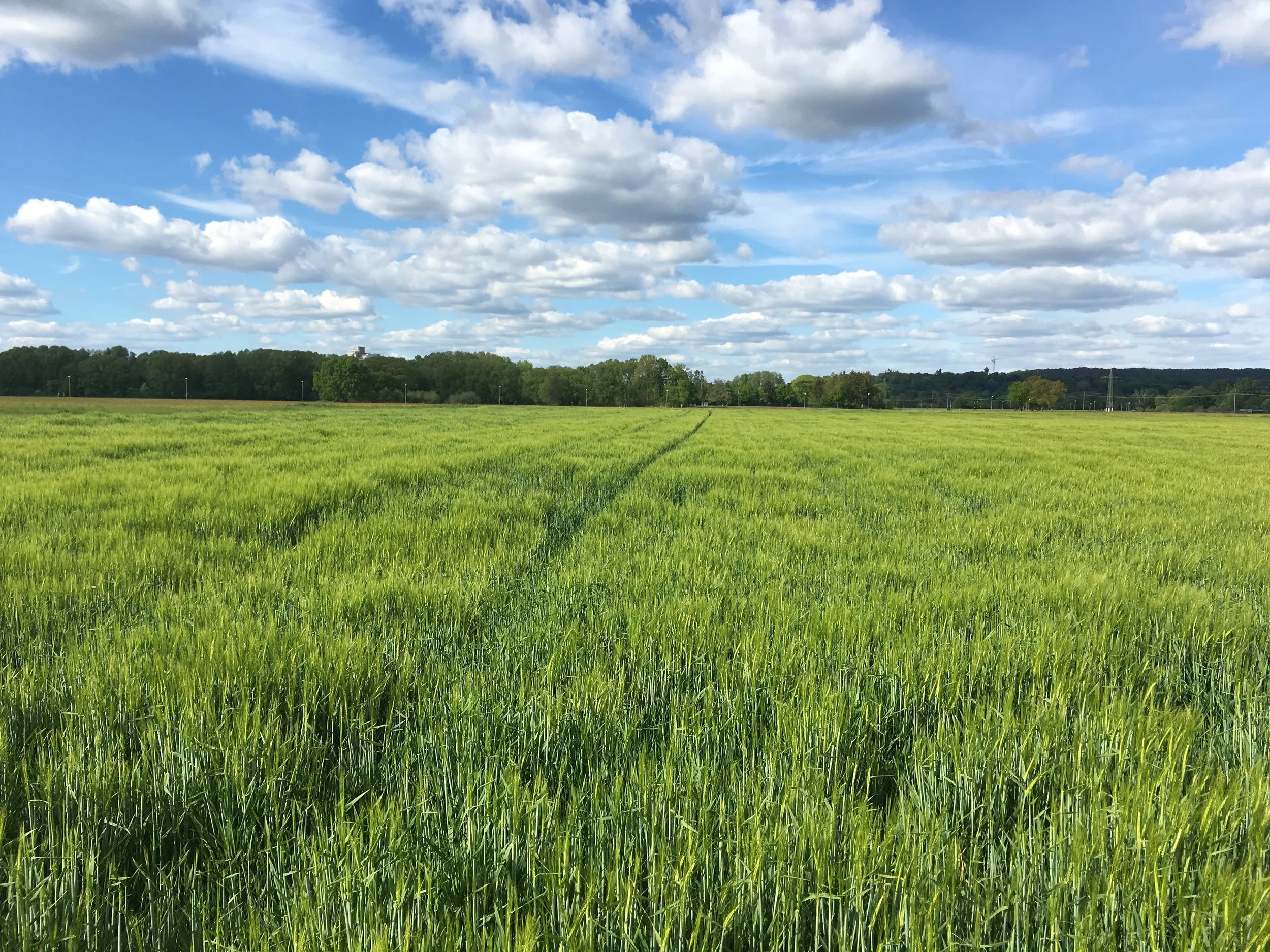 Bundeskabinett beschließt Masterplan Stadtnatur. Was andernorts geschaffen werden soll, wird bei uns zerstört.