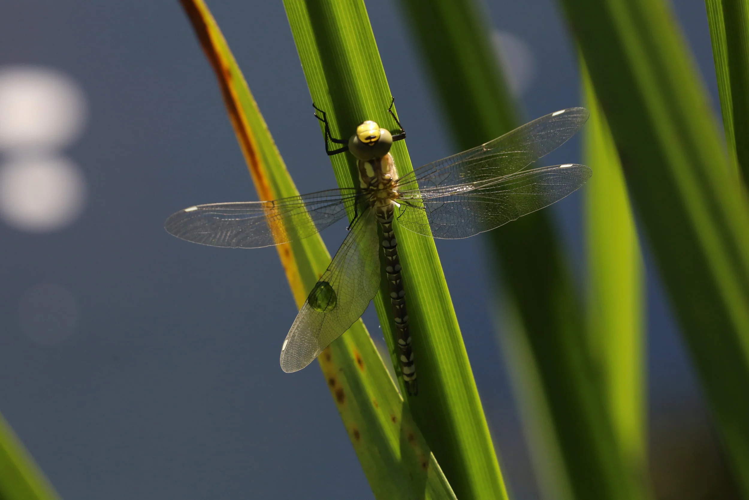 Sehenswert ! “Artenschutz durch Biotopverbund” bei „Odysso“ im SWR