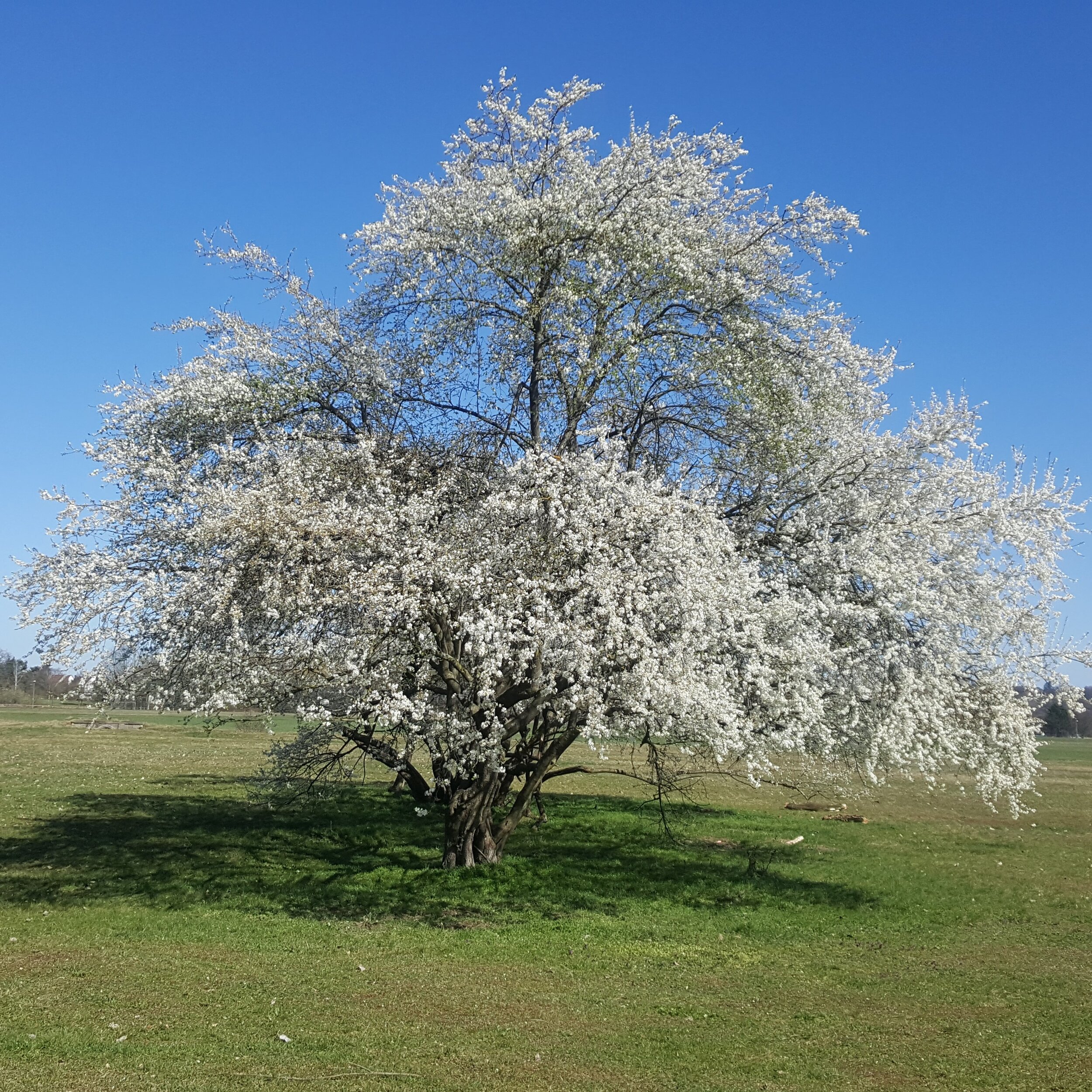 Frühling im Wiesengrund während der Corona-Krise