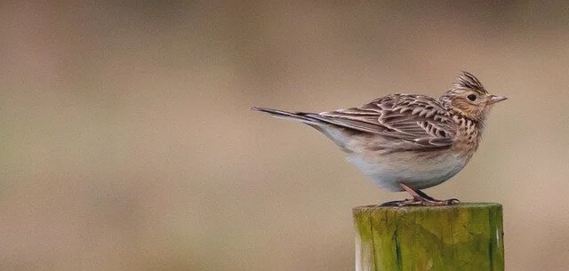 Die Lerchen sind wieder im Wiesengrund - jubilierender Himmelsvogel im Sinkflug