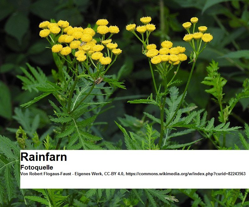 800px-Tanacetum_vulgare_RF.jpg