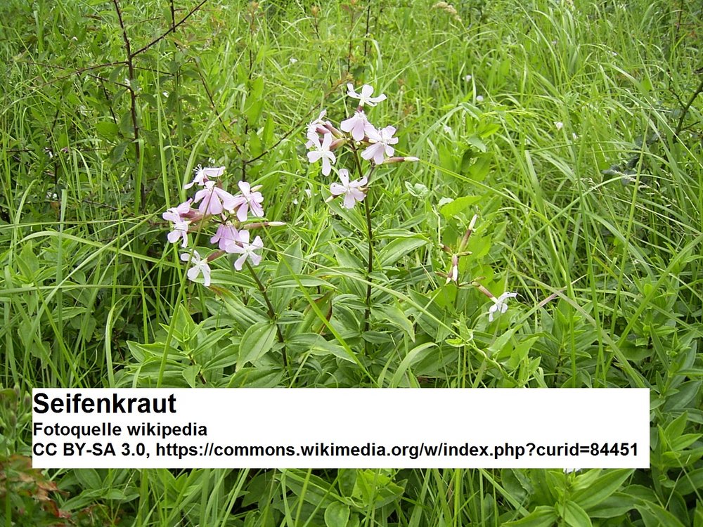 Saponaria-officinalis-plant.jpg