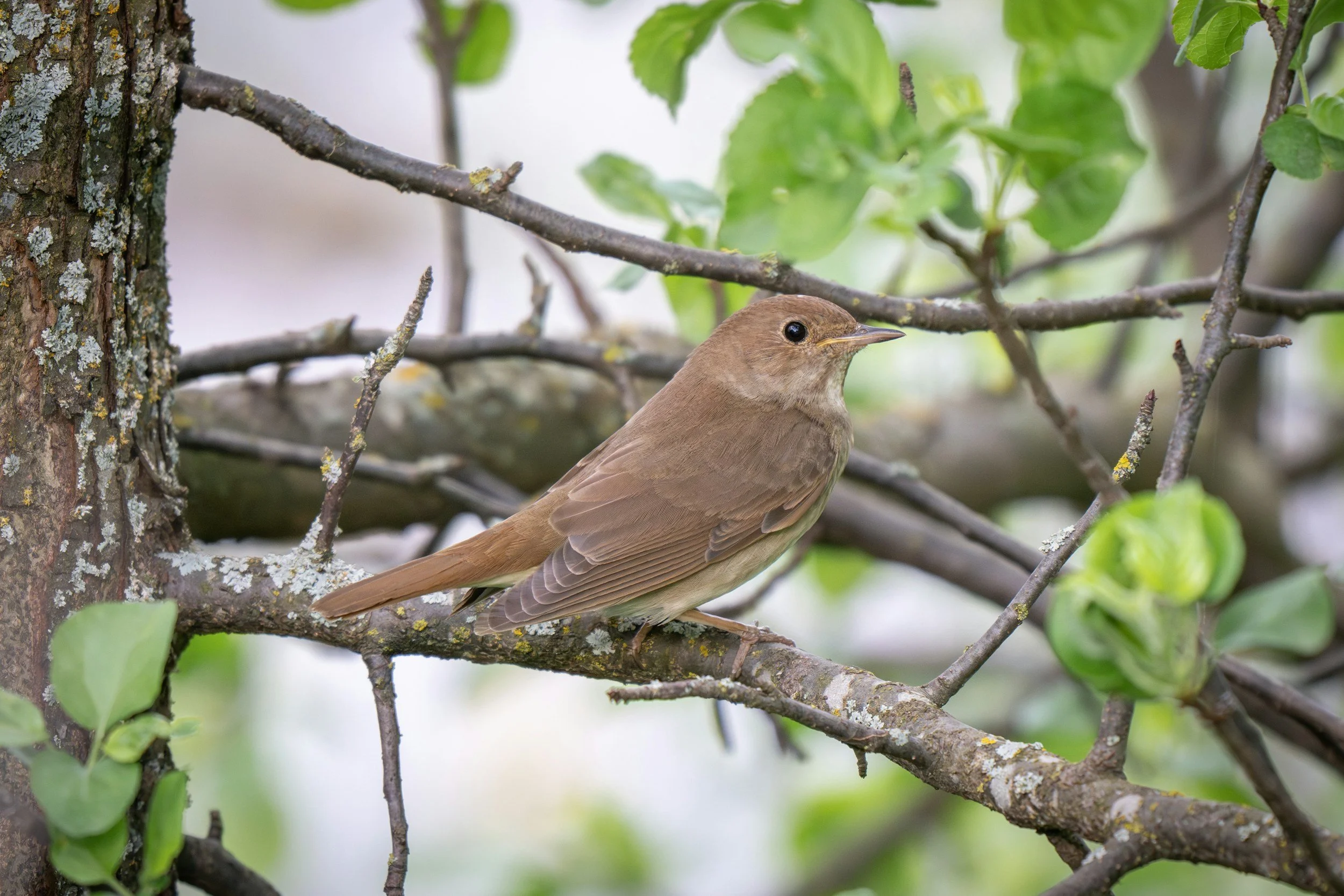 Die Nachtigallen im Wiesengrund