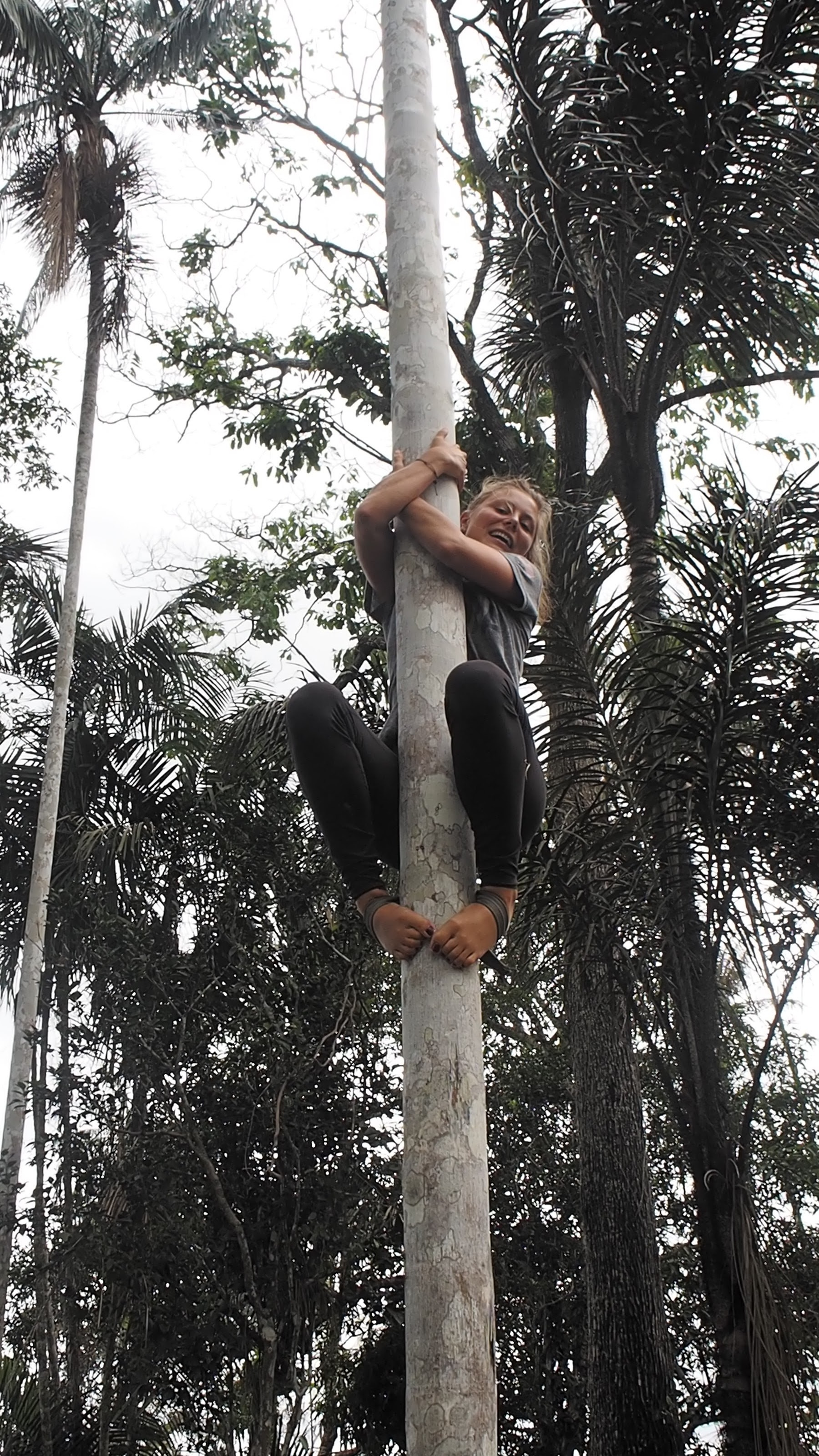 Açaí palm climbing