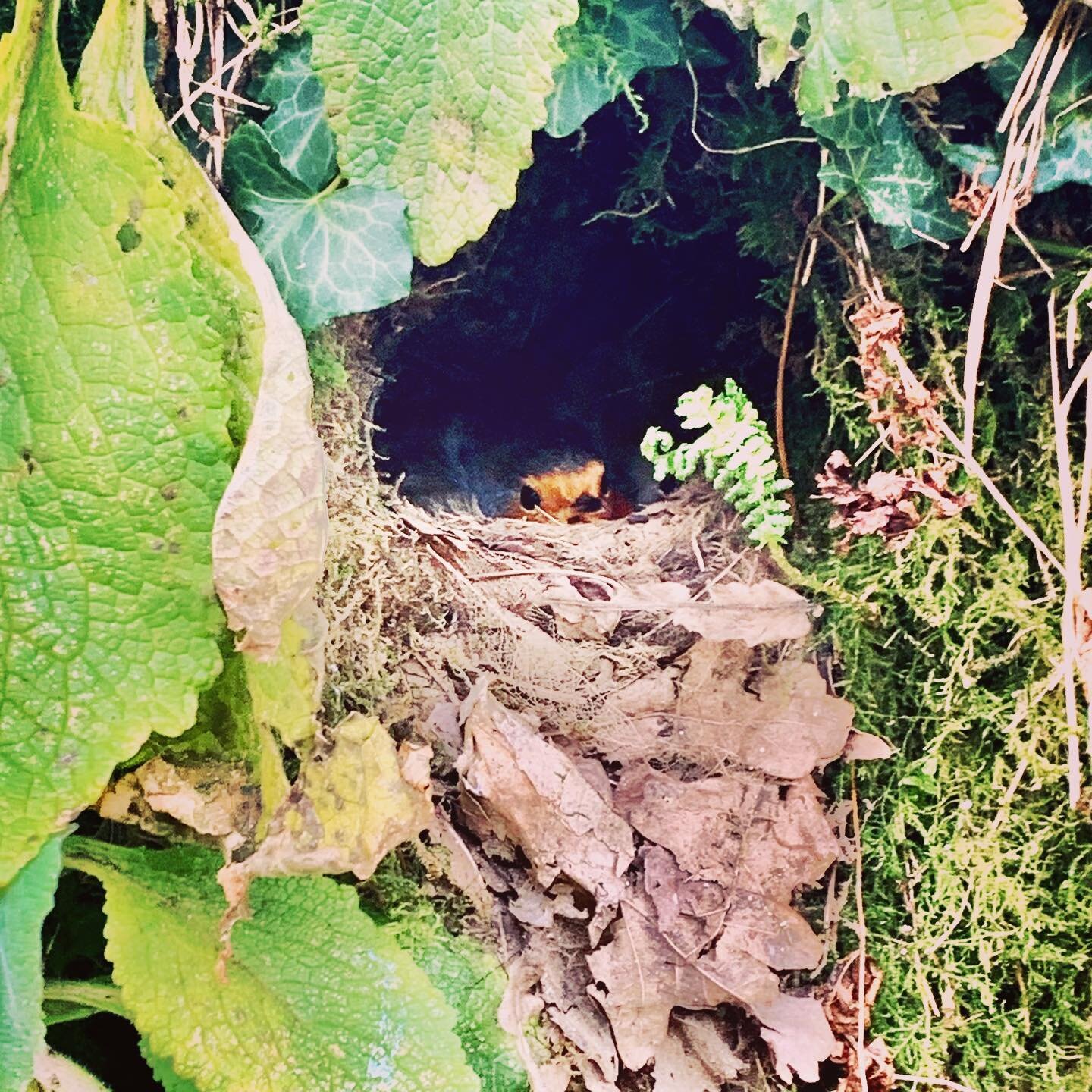 Can you spot robin redbreast sitting on her hidden nest? She then flew off to go and catch things for her 6 tiny bald headed hatchlings