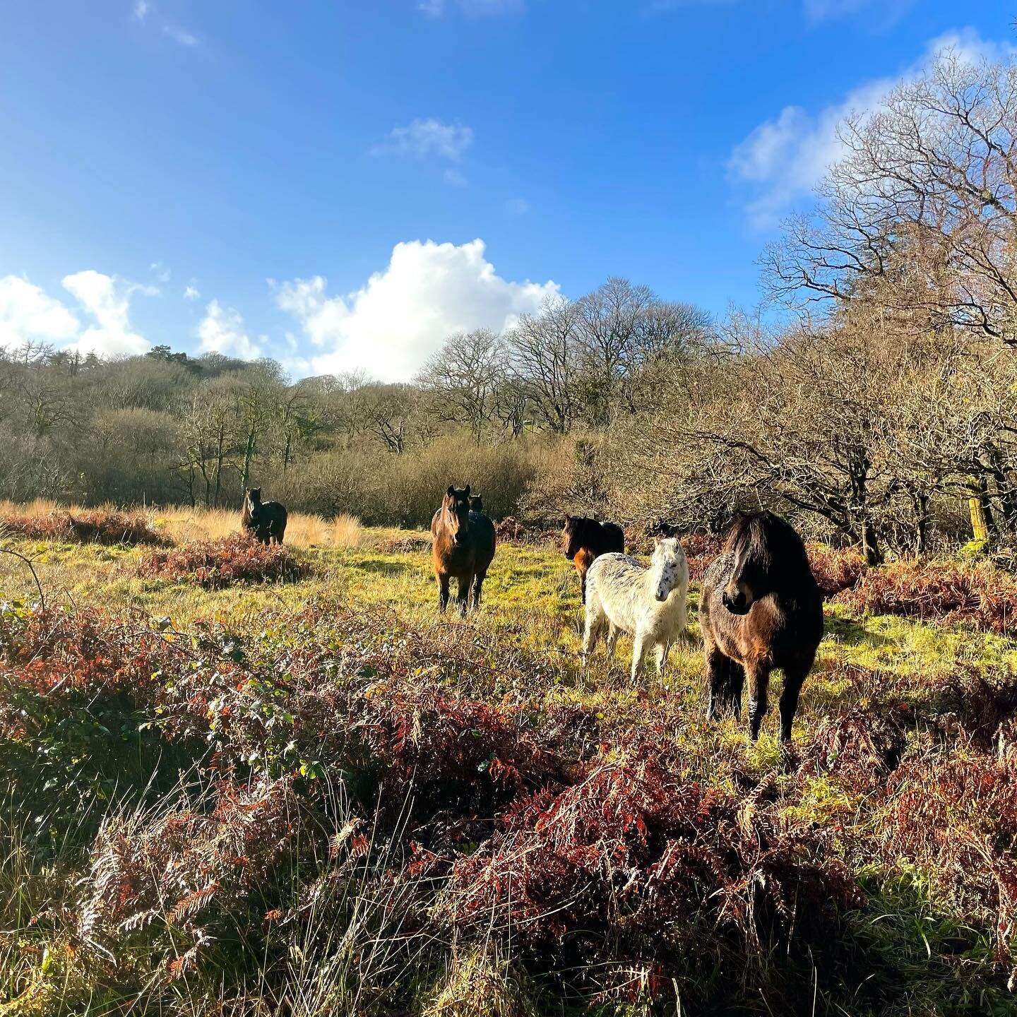 Wild Dartmoor ponies conservation grazing in our river meadows