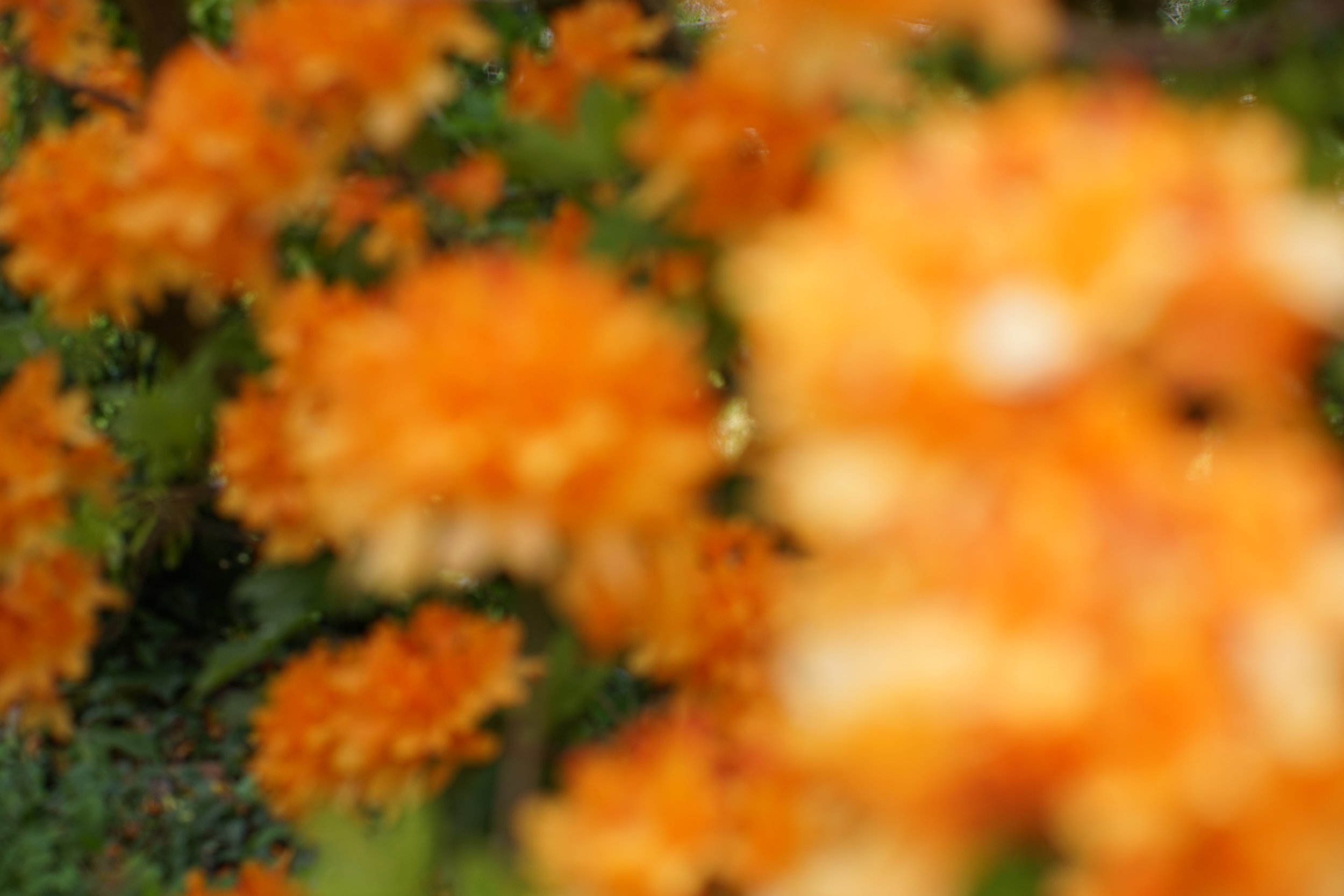 DSC07239.JPG