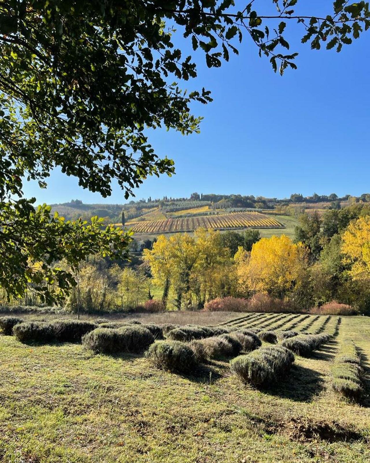 To be able to walk in the footsteps of pilgrims who have made their way to Rome these last 1000 years, brings a sense of awe on the Via Francigena. The natural surroundings are the cornerstone of the experience and the Tuscan landscape does not disap