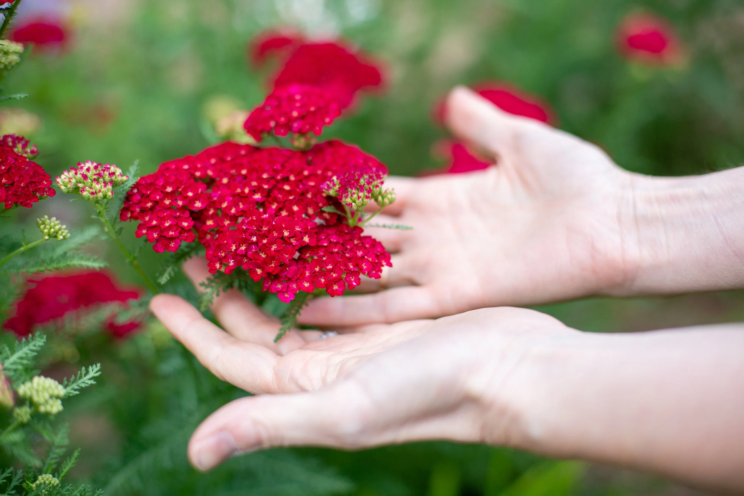 Jennifer Hendler Holistic Psychotherapist and Flower Essence practitioner by Avi Loren Fox Narberth PA-164.jpg