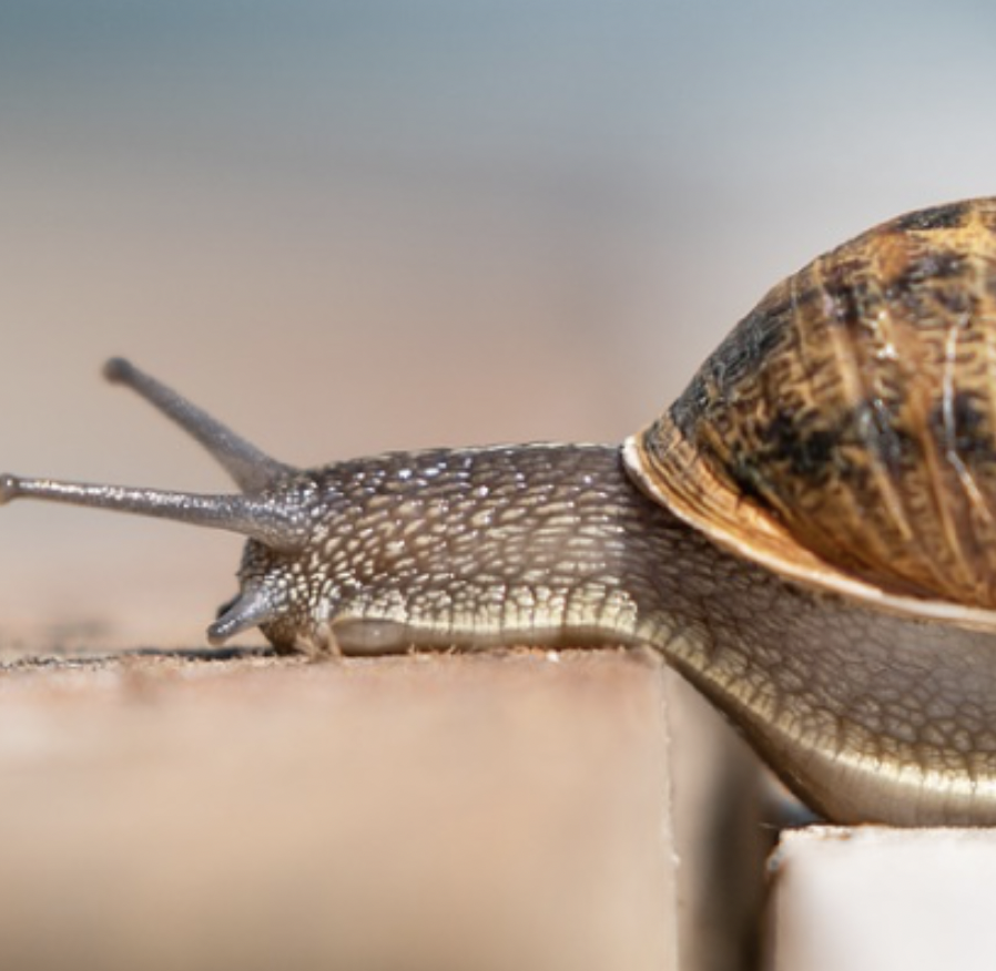 The Speed of Snails and the Safety of Food Additives
