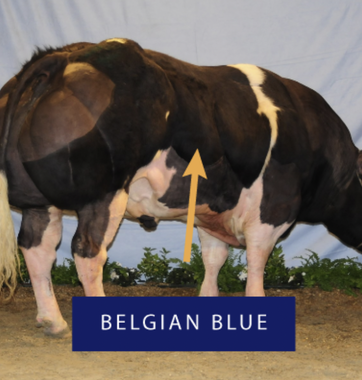 Fake Food and the Future