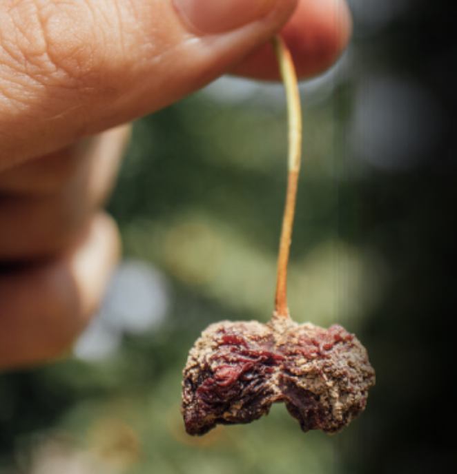 Rotten Cherry Picking