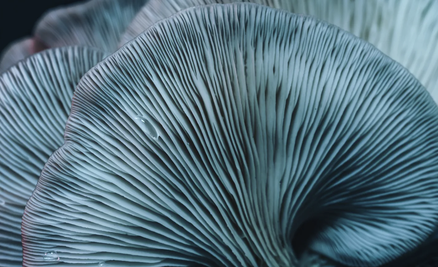 Magic Mycelium
