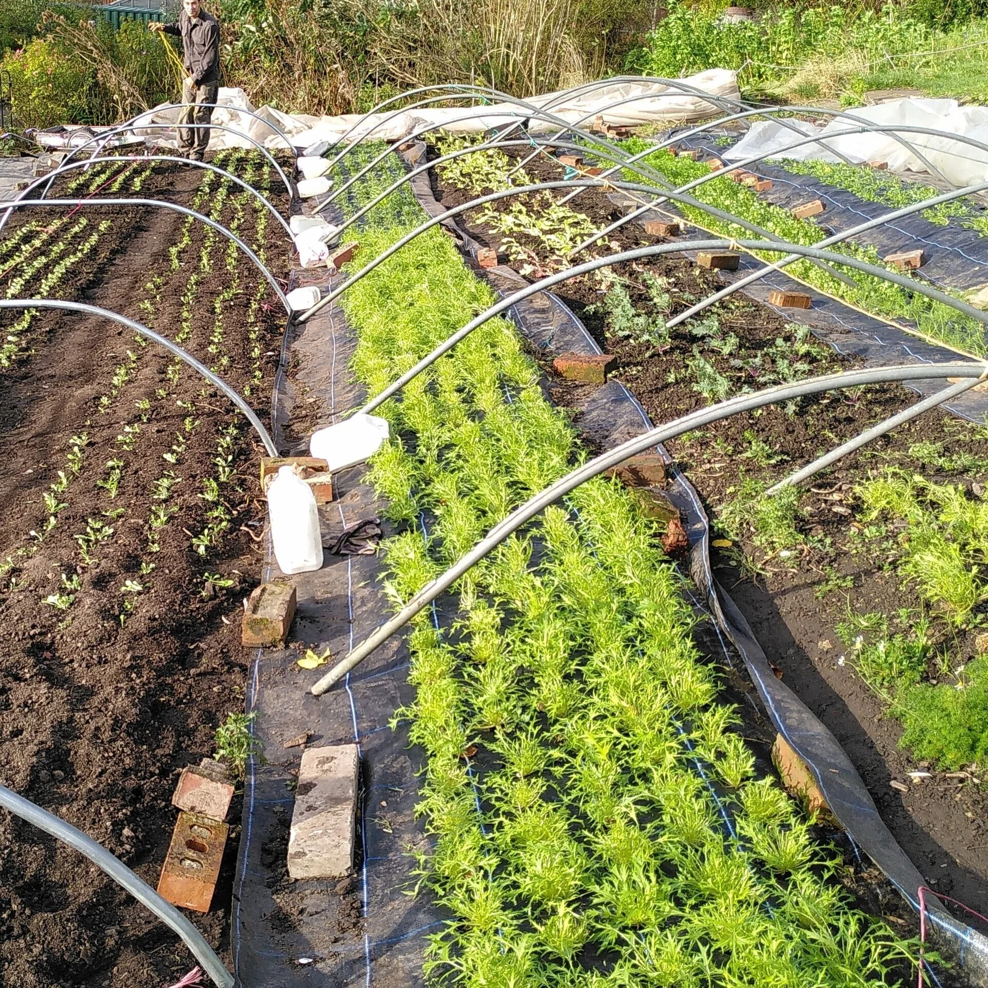 Grow your own/Try growing your own fruit or veg at home or in a local garden. It’s a fun way to learn new skills and makes your area greener. It also means your food doesn't have to travel far in big trucks to get to your plate.##