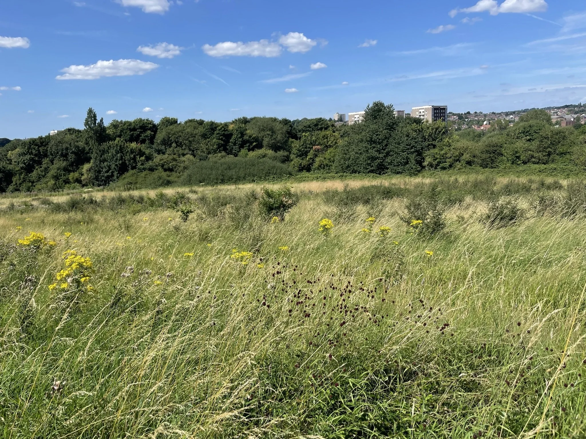 Open grassy field with wildflowers and bushes, green hills with trees, and buildings in the distance under a blue sky with clouds.