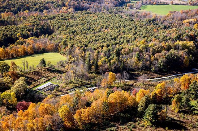 This is @HeliaNativeNursery in autumn. You can see our greenhouse, shadehouse, seedbank with the surrounding ecosystems where we're able to selectively wild harvest native seeds with appreciation and respect for the living beings and lands all around