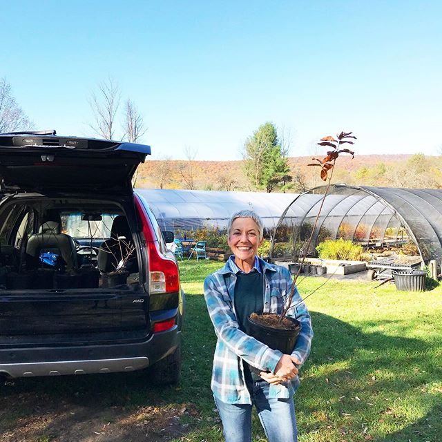 Lovely Laura, one of our favorites, picking up 6 Black Cherry// Prunus serotina to support our &ldquo;Plant 500 Trees&rdquo; campaign. There are so many native species to choose from! Visit: helianativenursery.com/news/plant500treeslistpg1