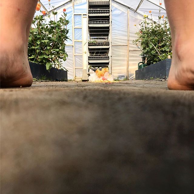 Every day should be filled with plants, yoga,  sun, friends and goats 🐐!!!! Thank you for another great class @vic_toritori_a and for bringing Bubbles,Blossom and Buttercup @catkinfarmny